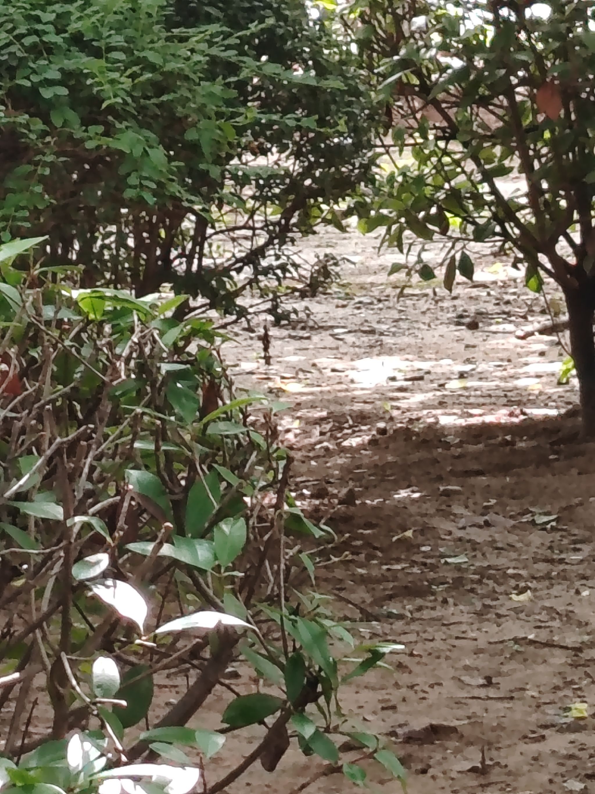 邓州市湍河国家湿地公园