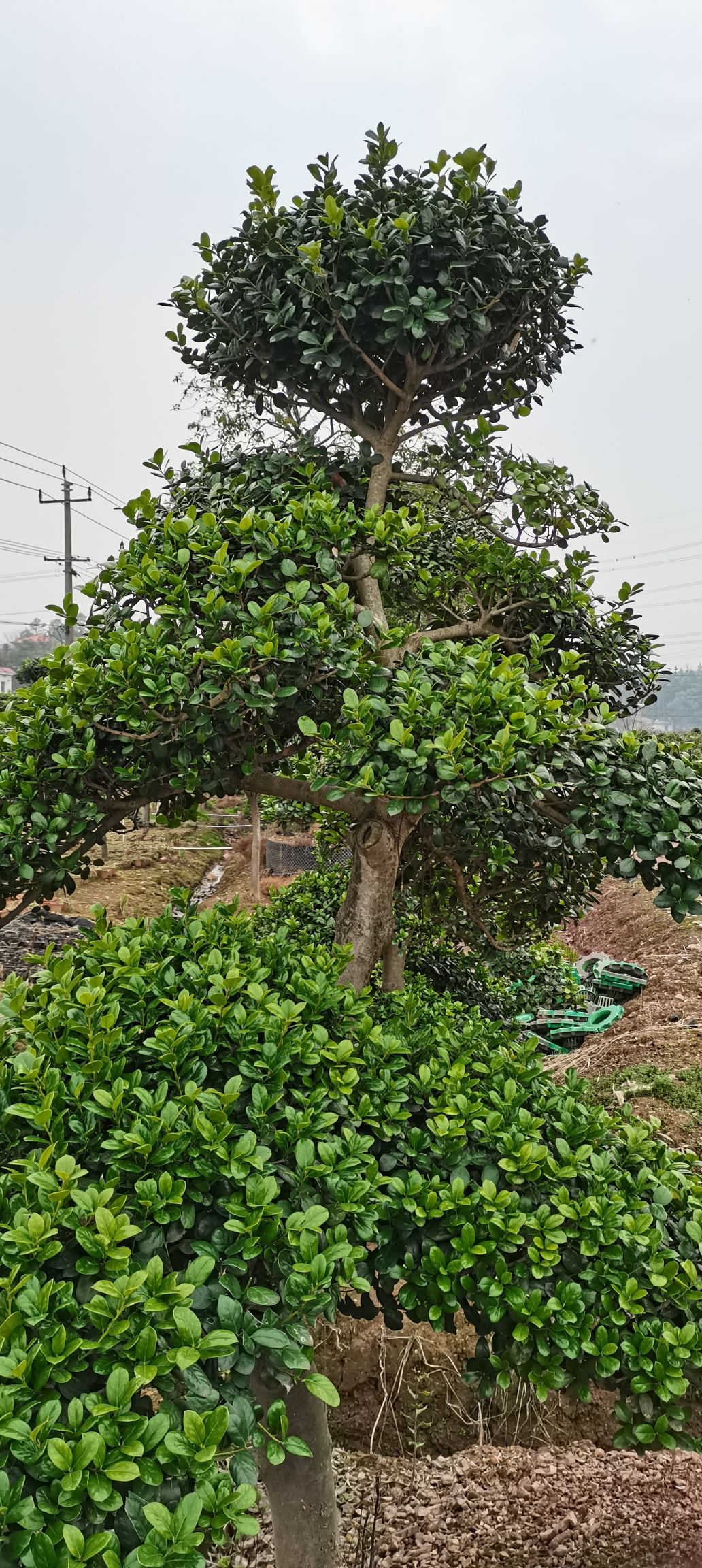 桃花谷