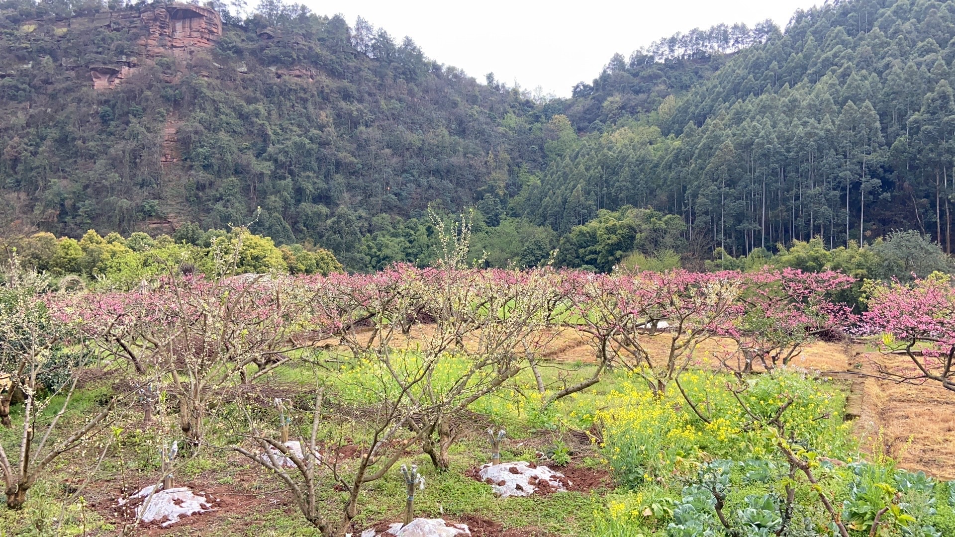 幸福古村旅行图片