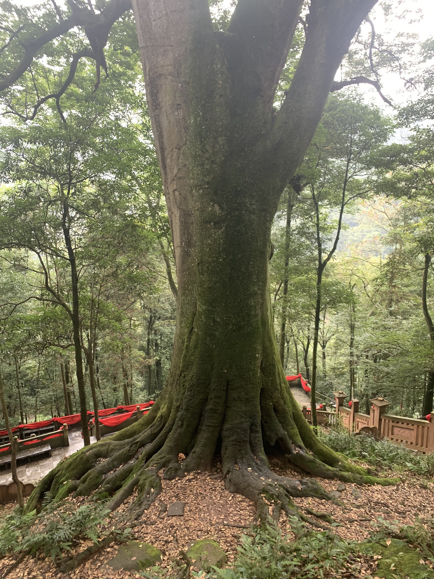 雅安千年红豆树