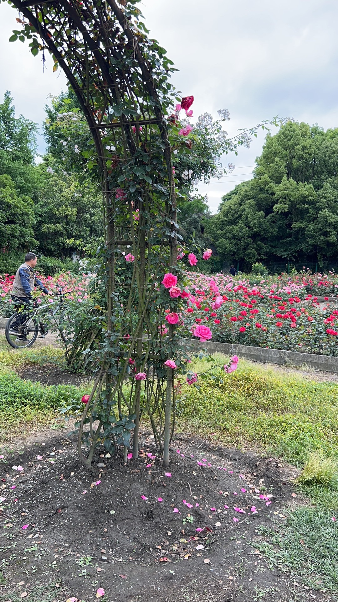 成都温江天香玫瑰缘旅行图片
