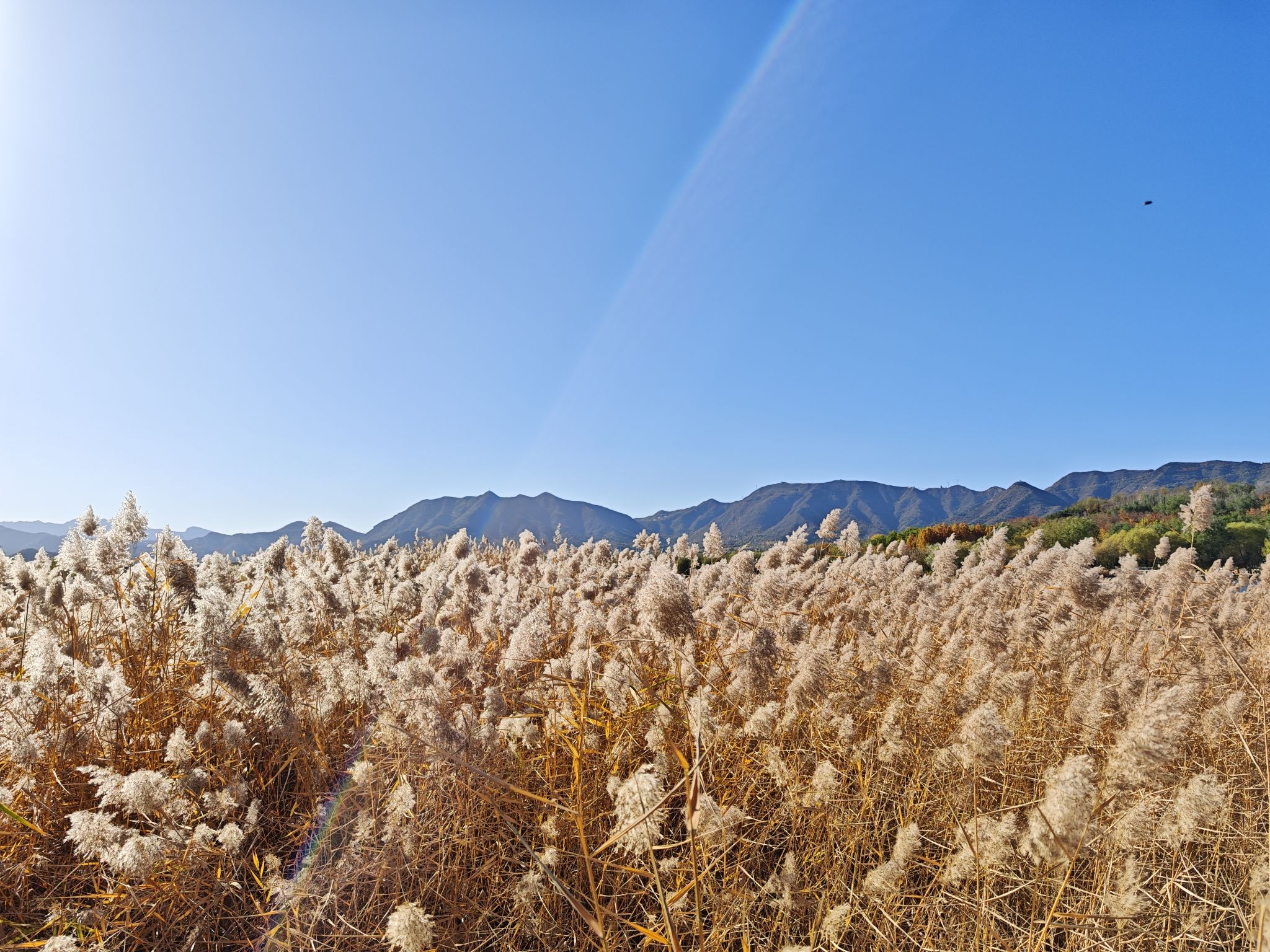 龙泉湖湿地