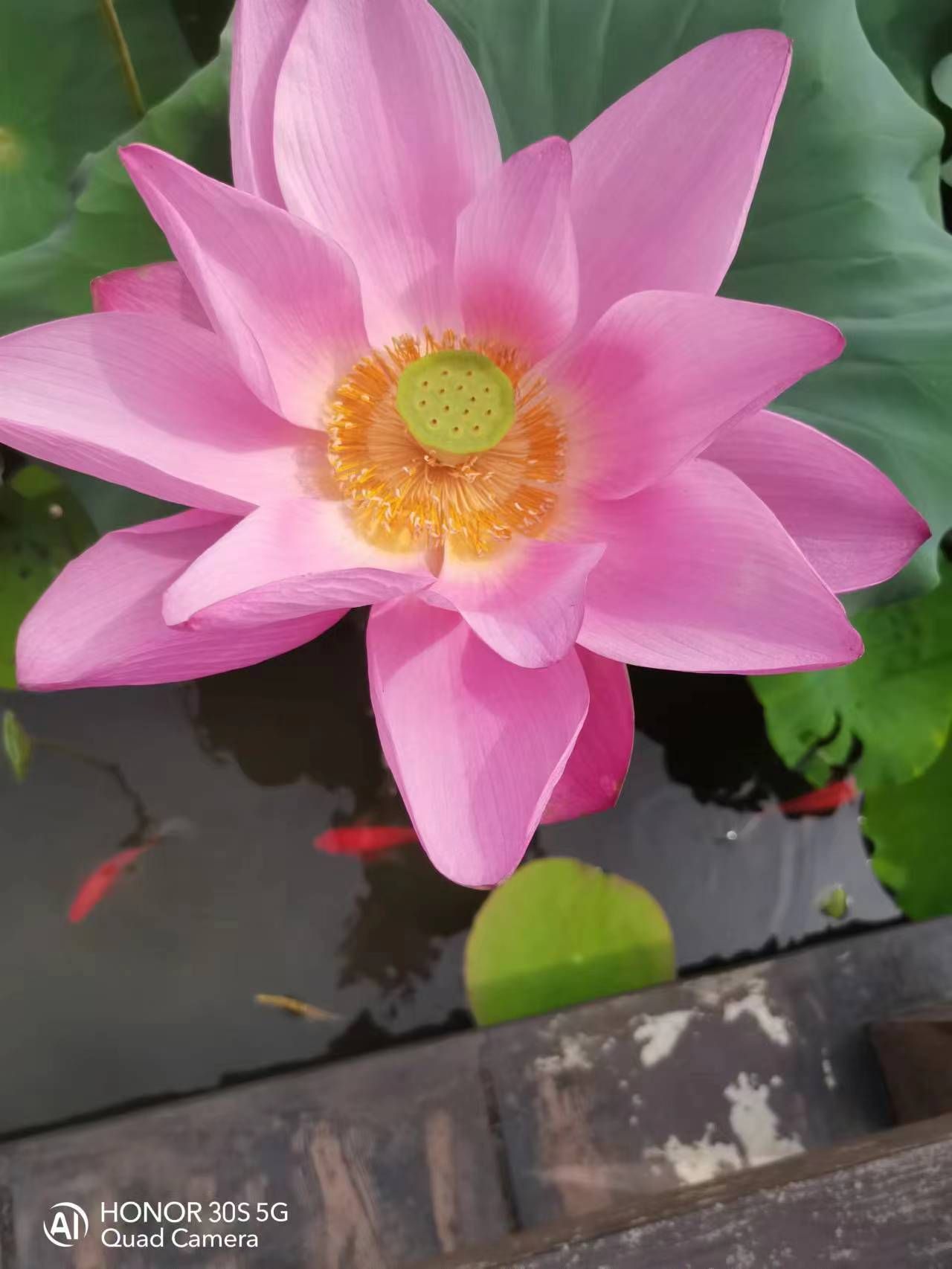 西湖荷花园