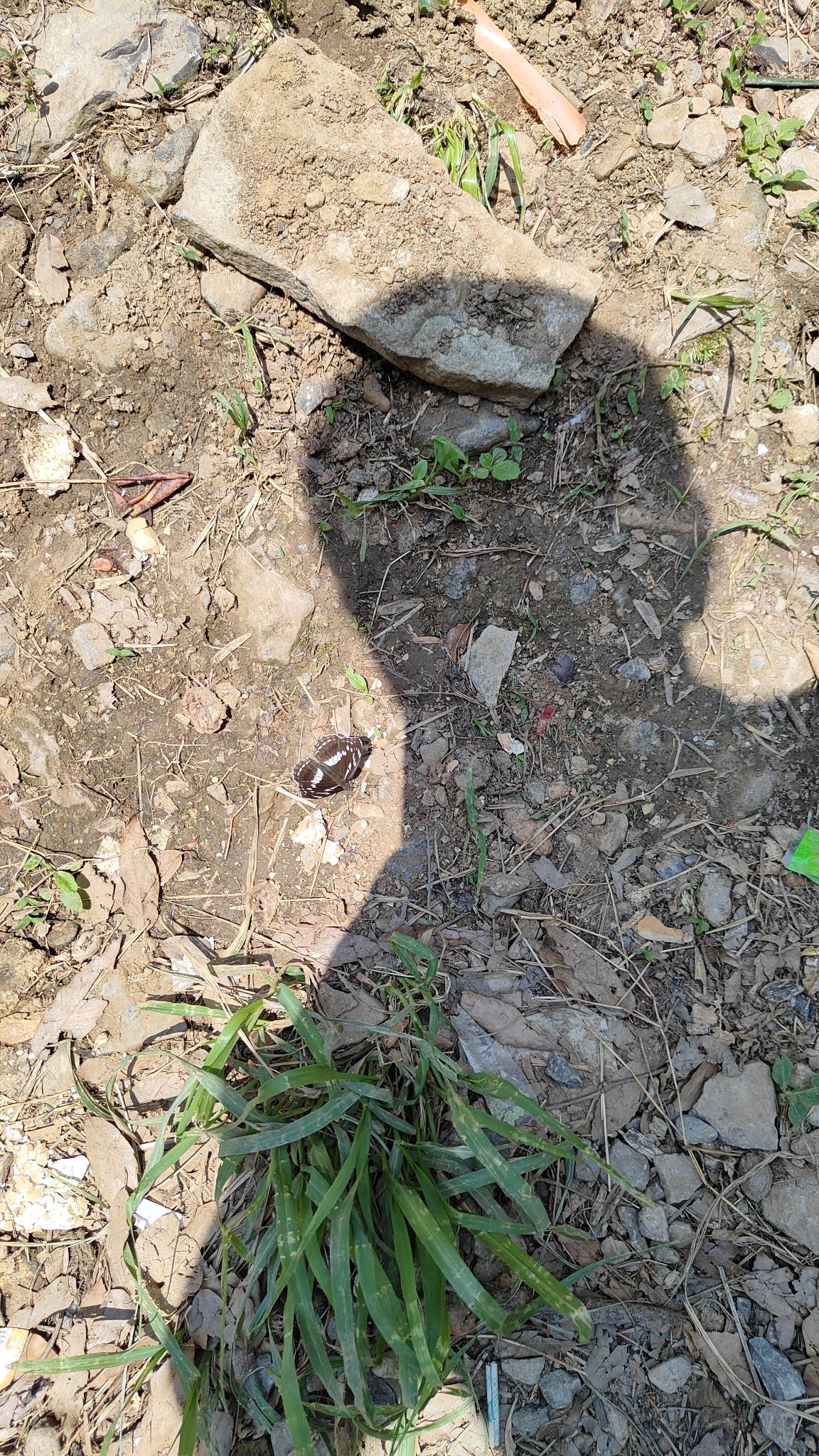 蝴蝶谷