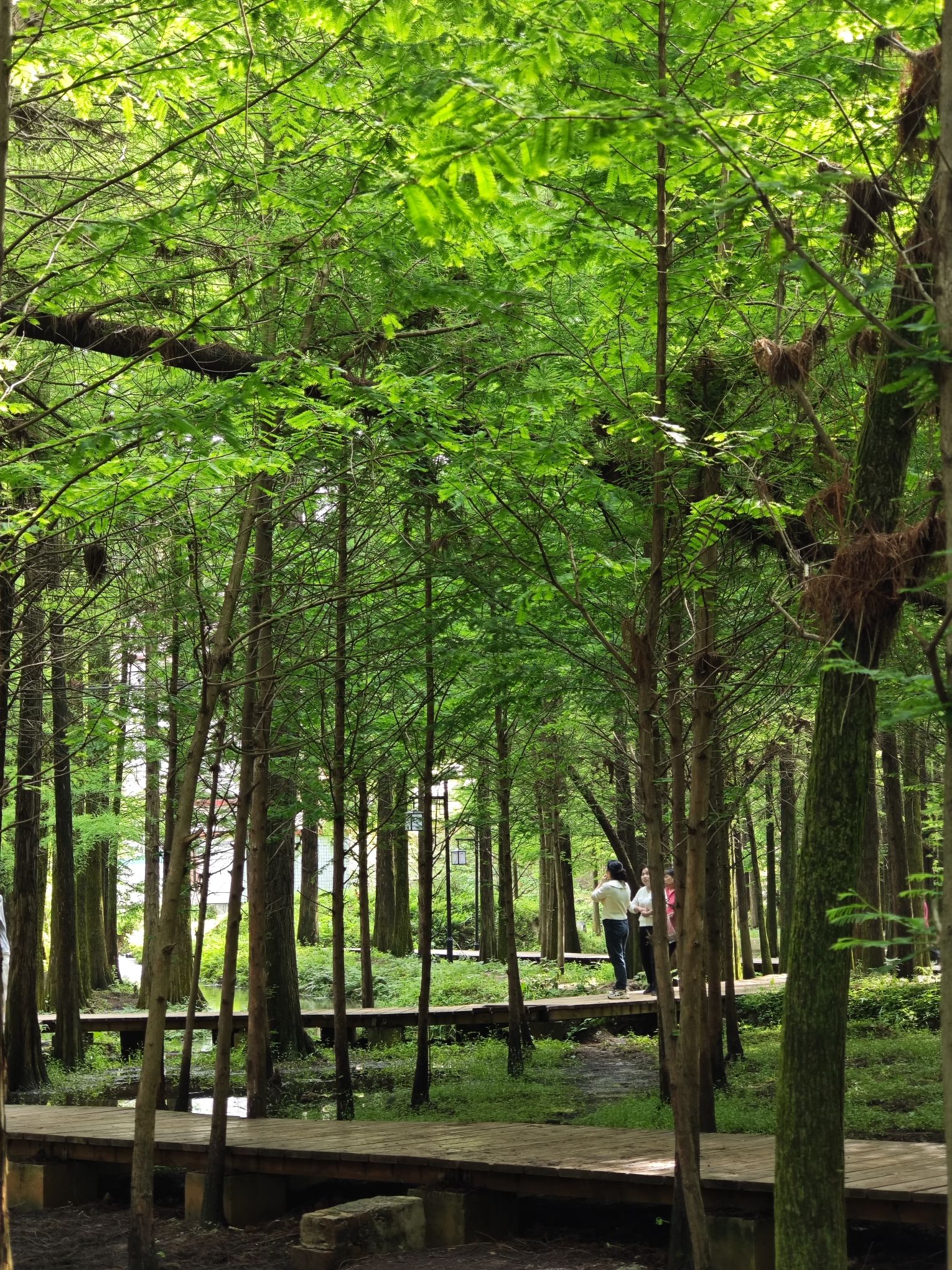 红树林风景区