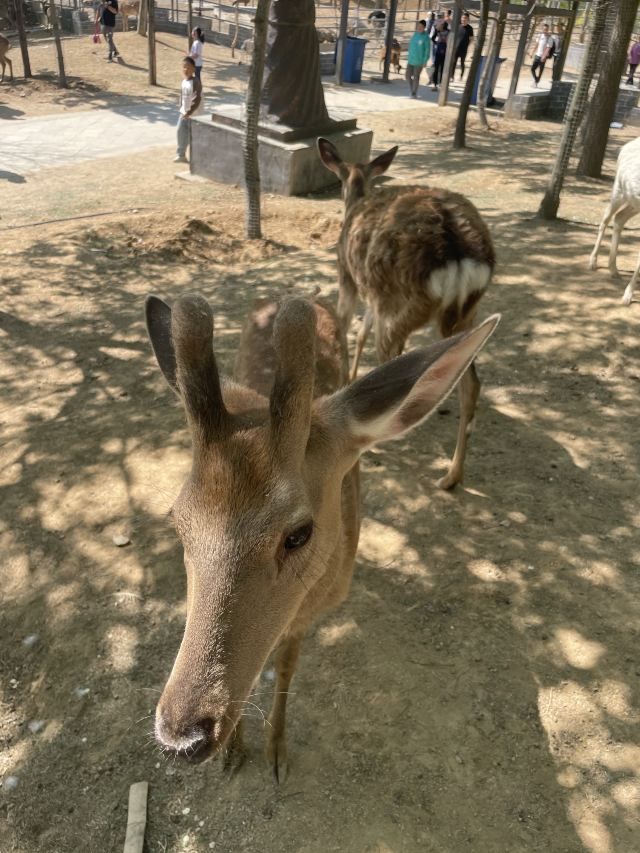 诸城市动物园旅行图片