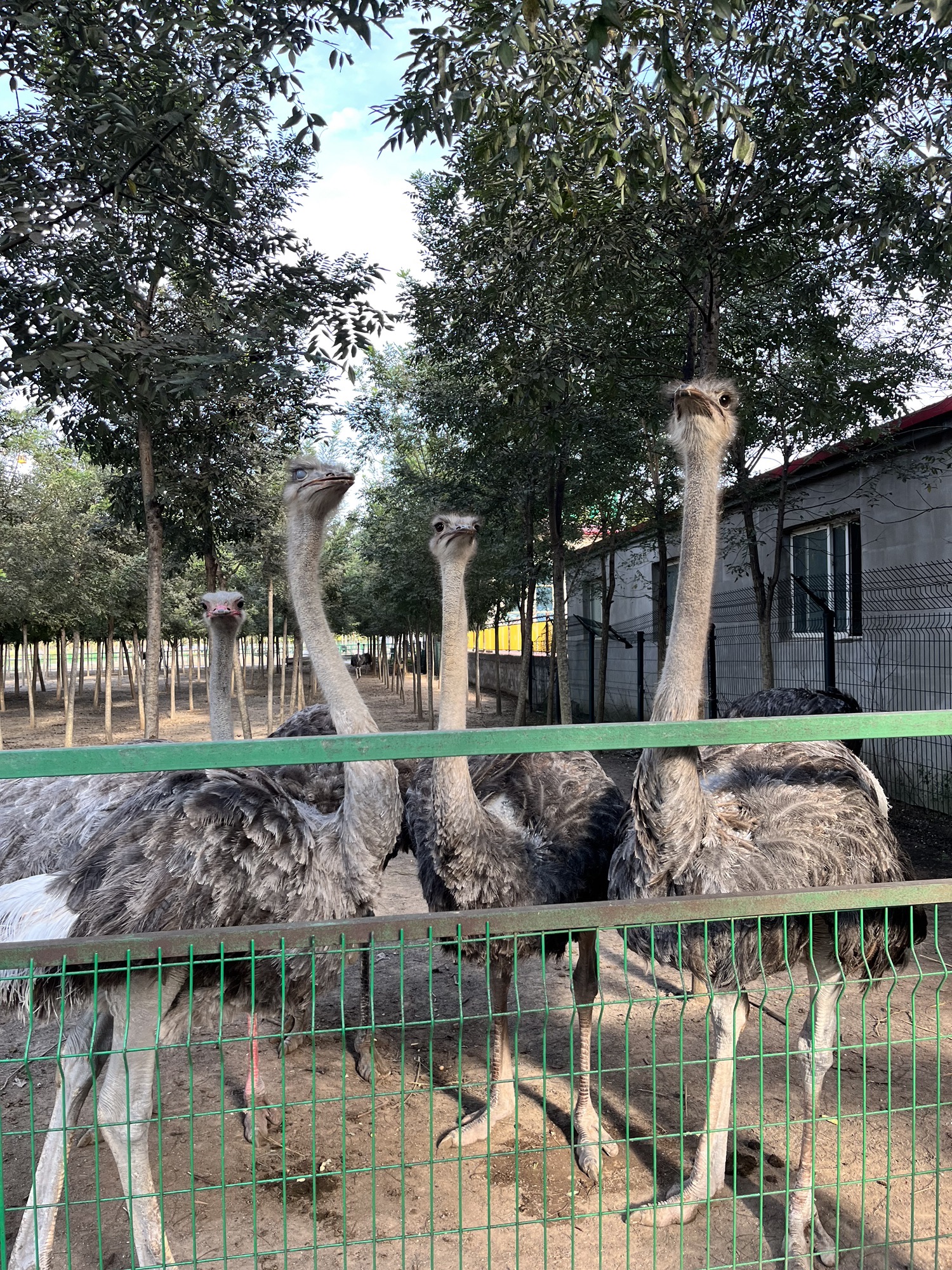 诸城市动物园旅行图片