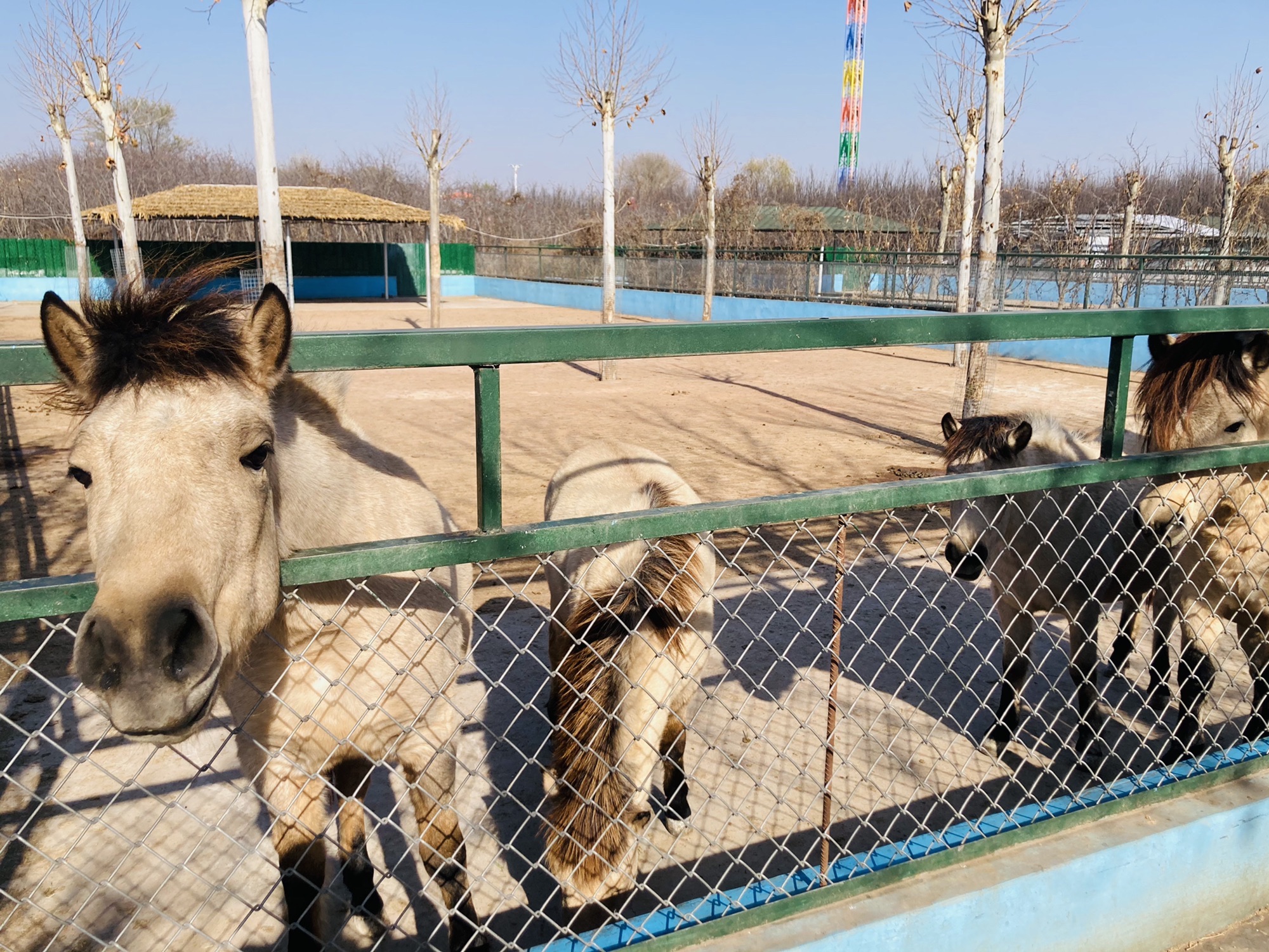 诸城市动物园旅行图片