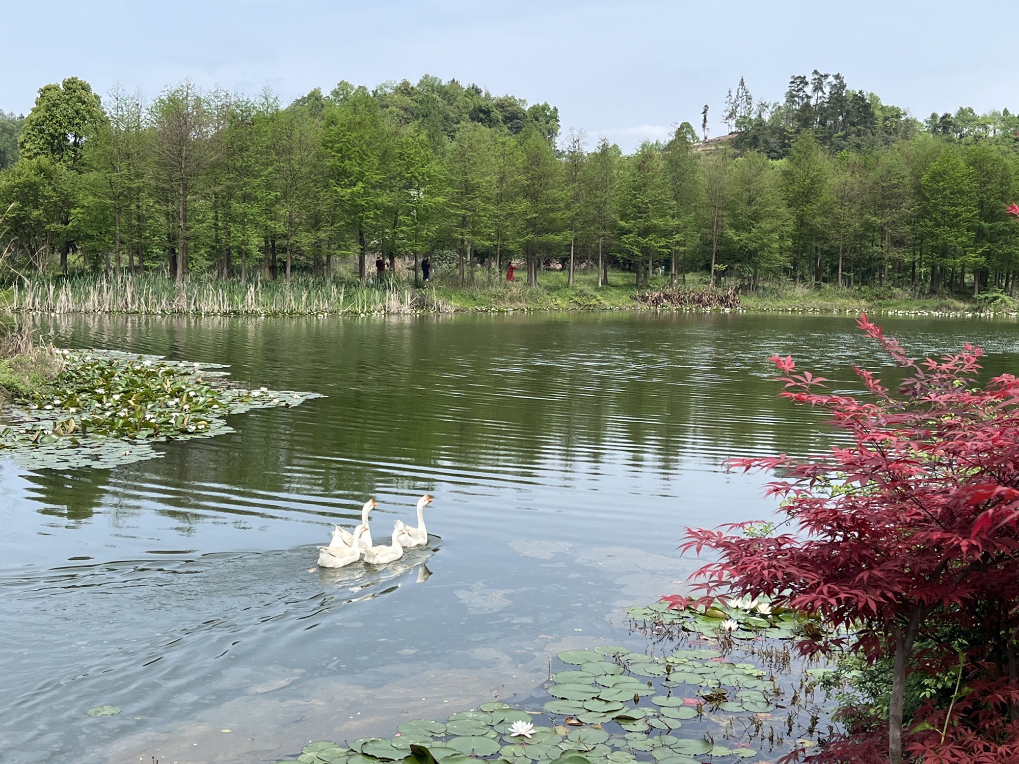 深溪莲池湿地公园