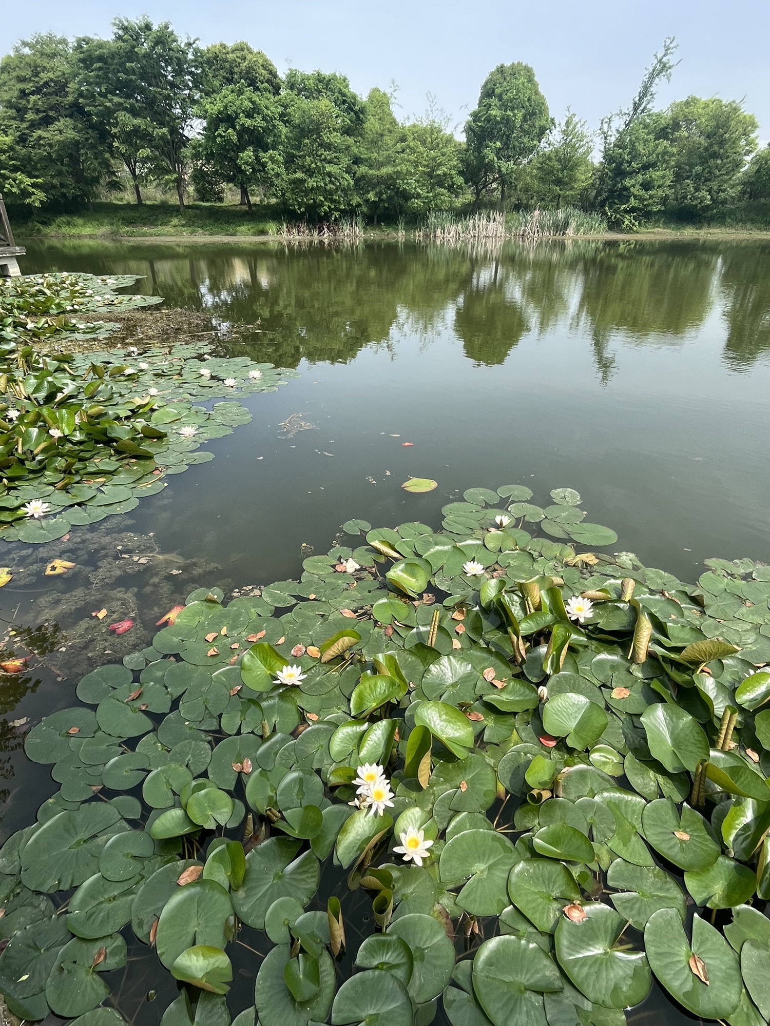 深溪莲池湿地公园旅行图片