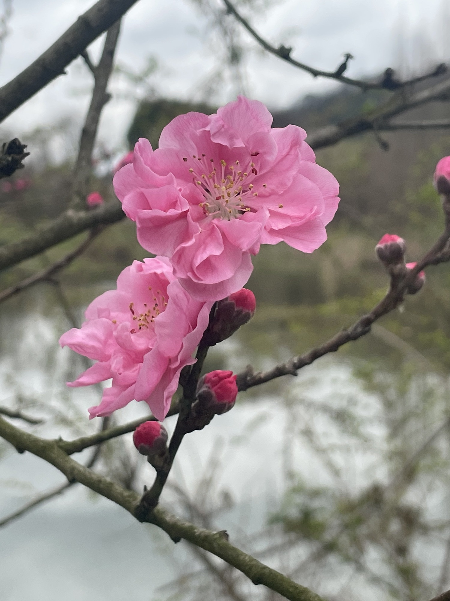 深溪莲池湿地公园旅行图片