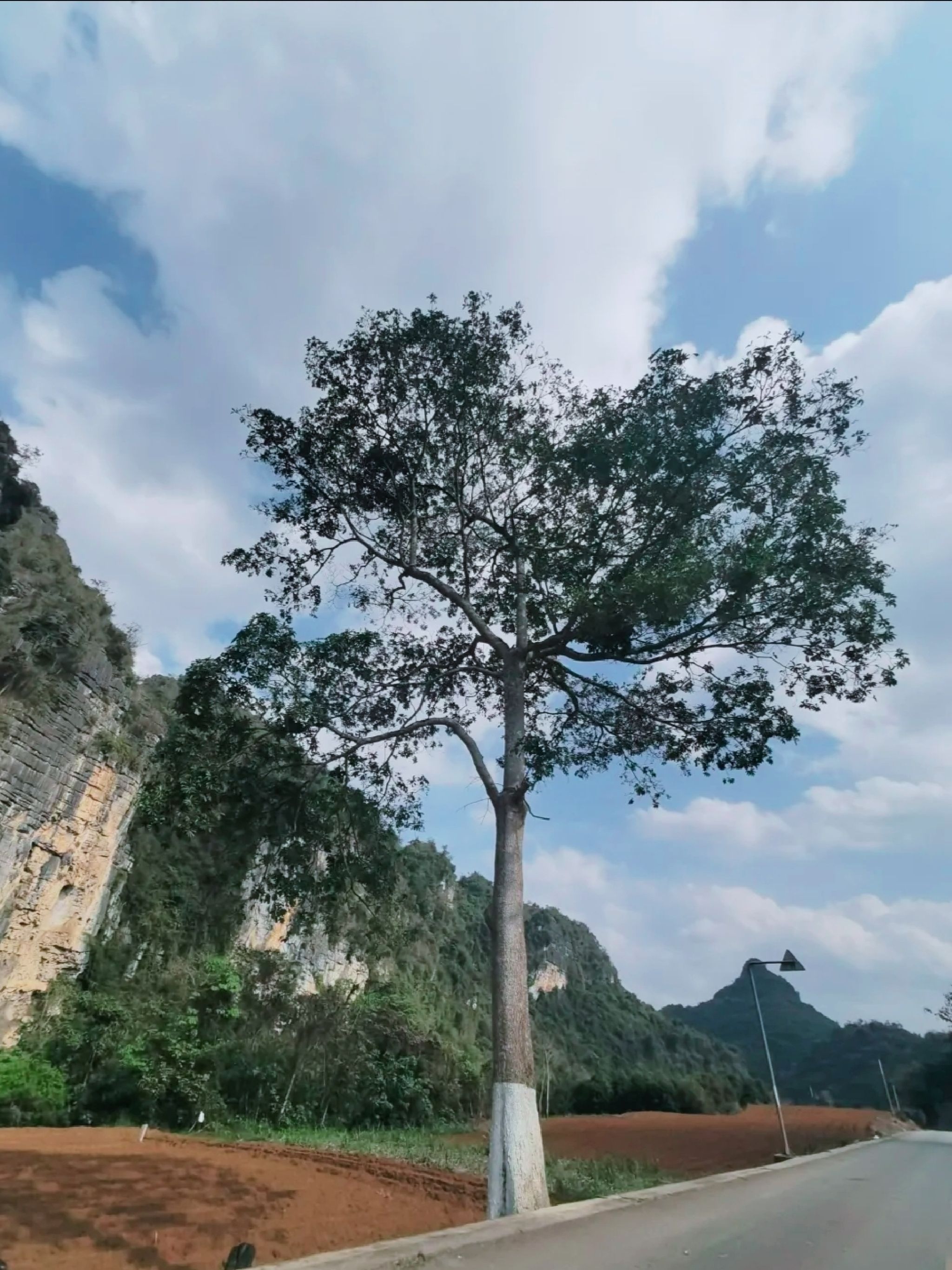 龙州老木棉发现·弄岗景区旅行图片