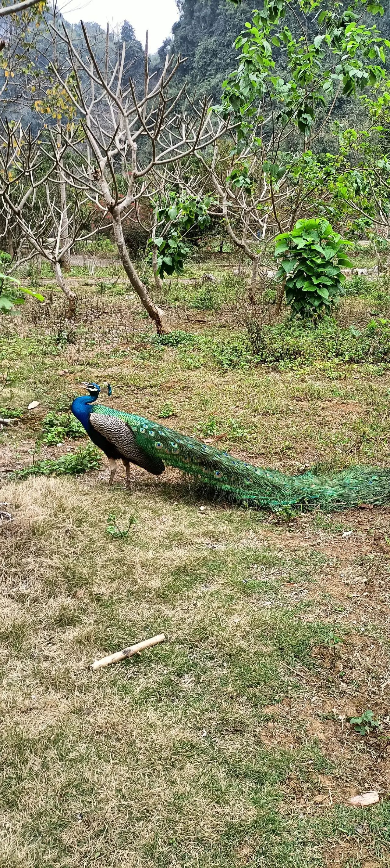 龙州老木棉发现·弄岗景区旅行图片