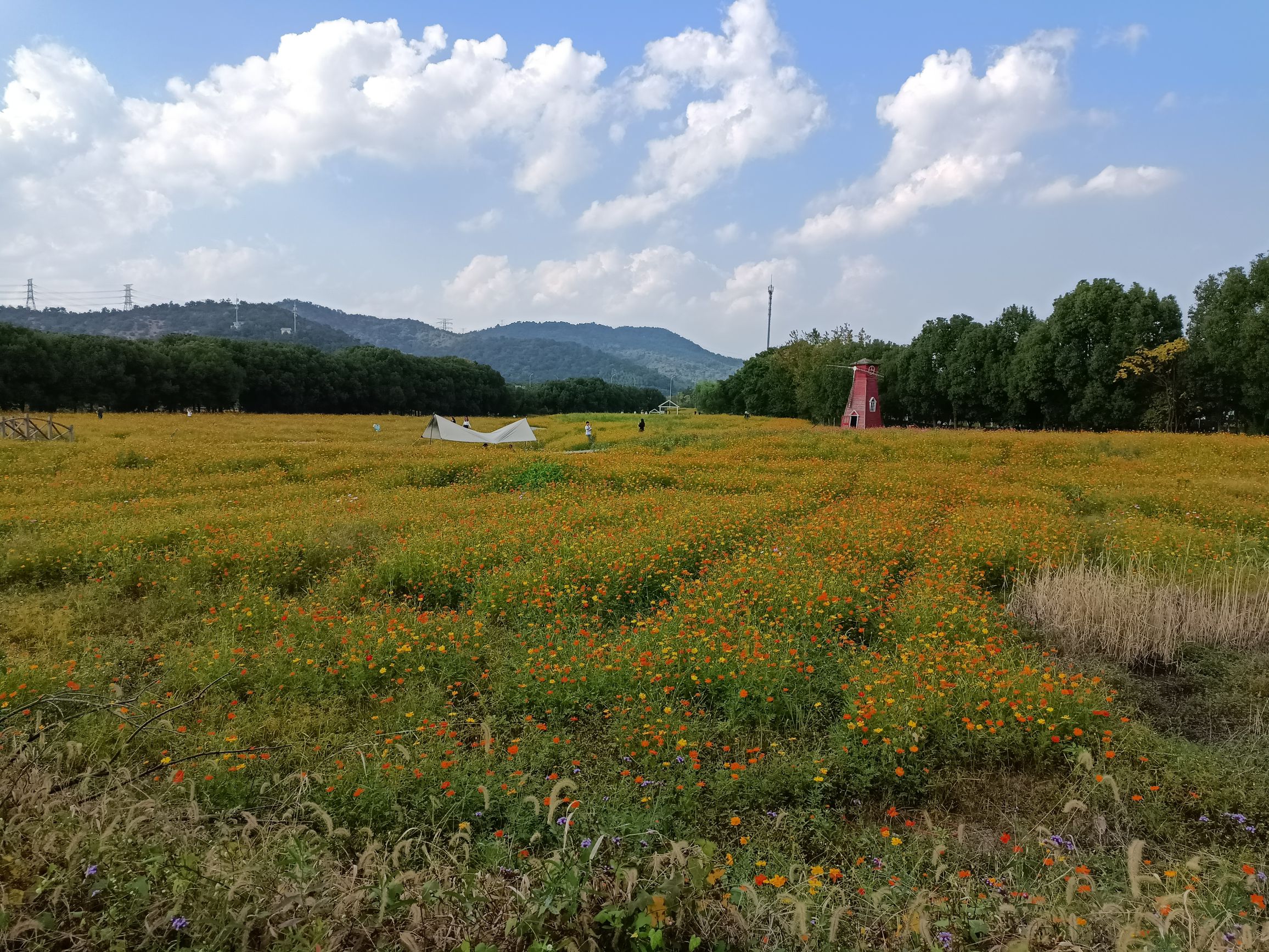 荪湖马鞭草花园旅行图片
