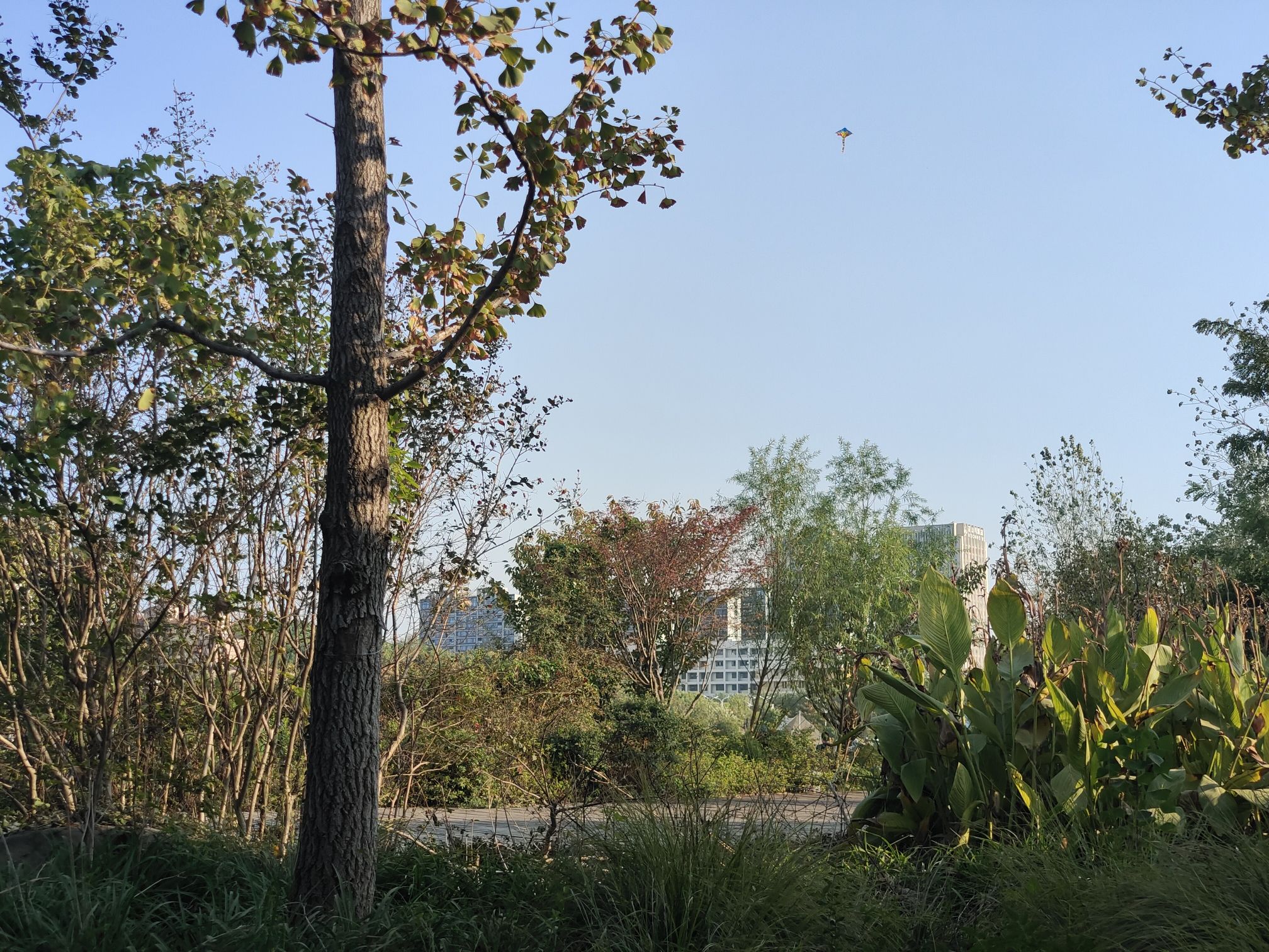 花山生态湿地公园旅行图片
