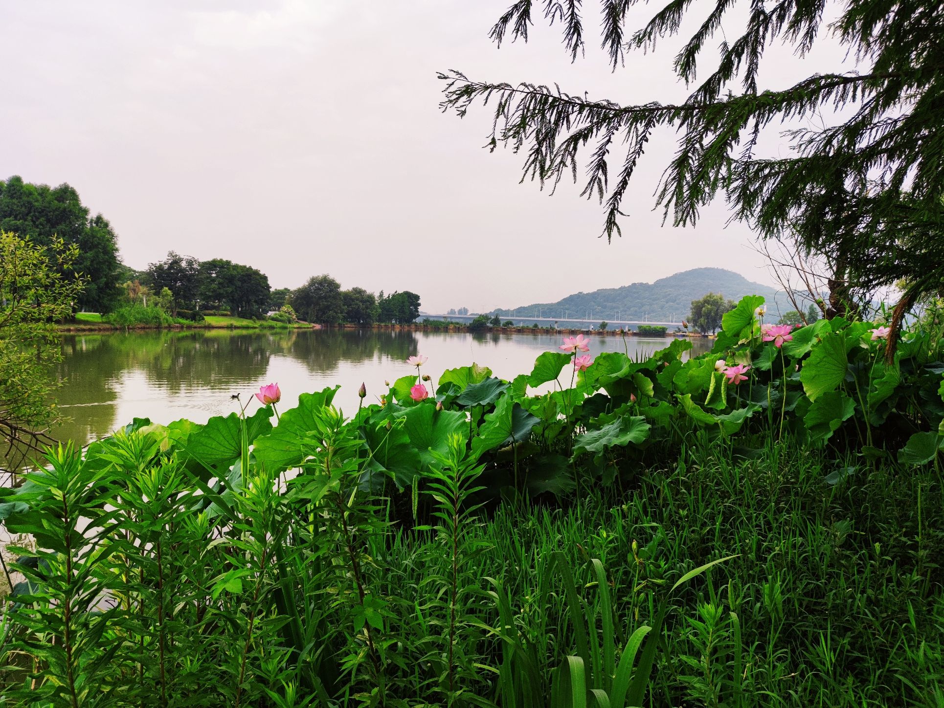 花山生态湿地公园旅行图片