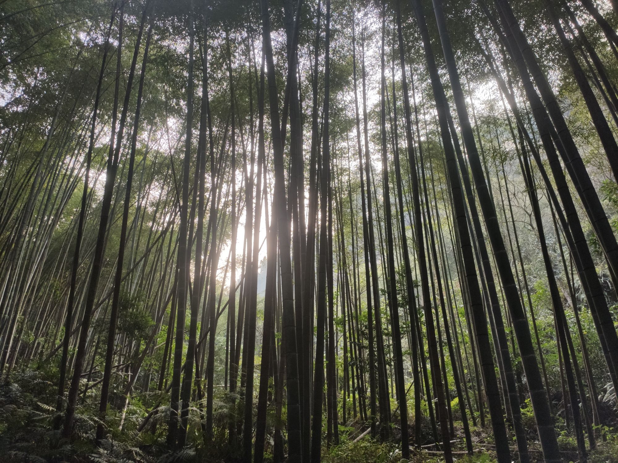 荣县花龙沟旅行图片