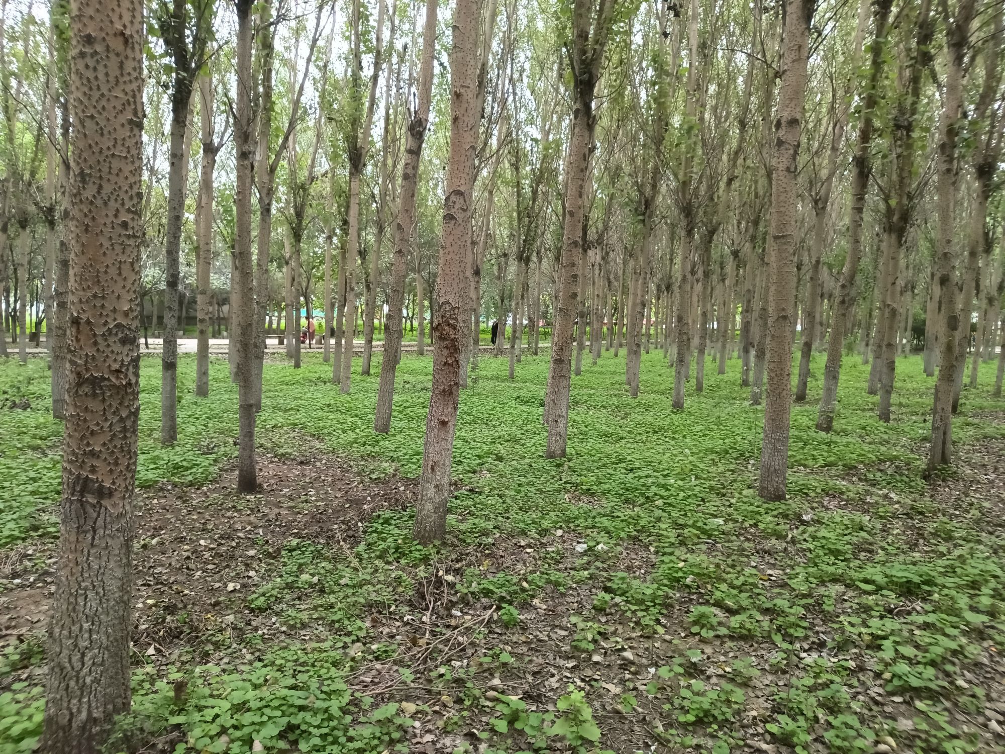 沙岭公园