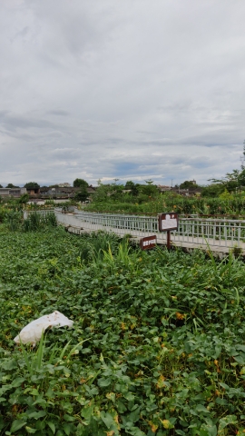 白塔镇元联人工湿地公园