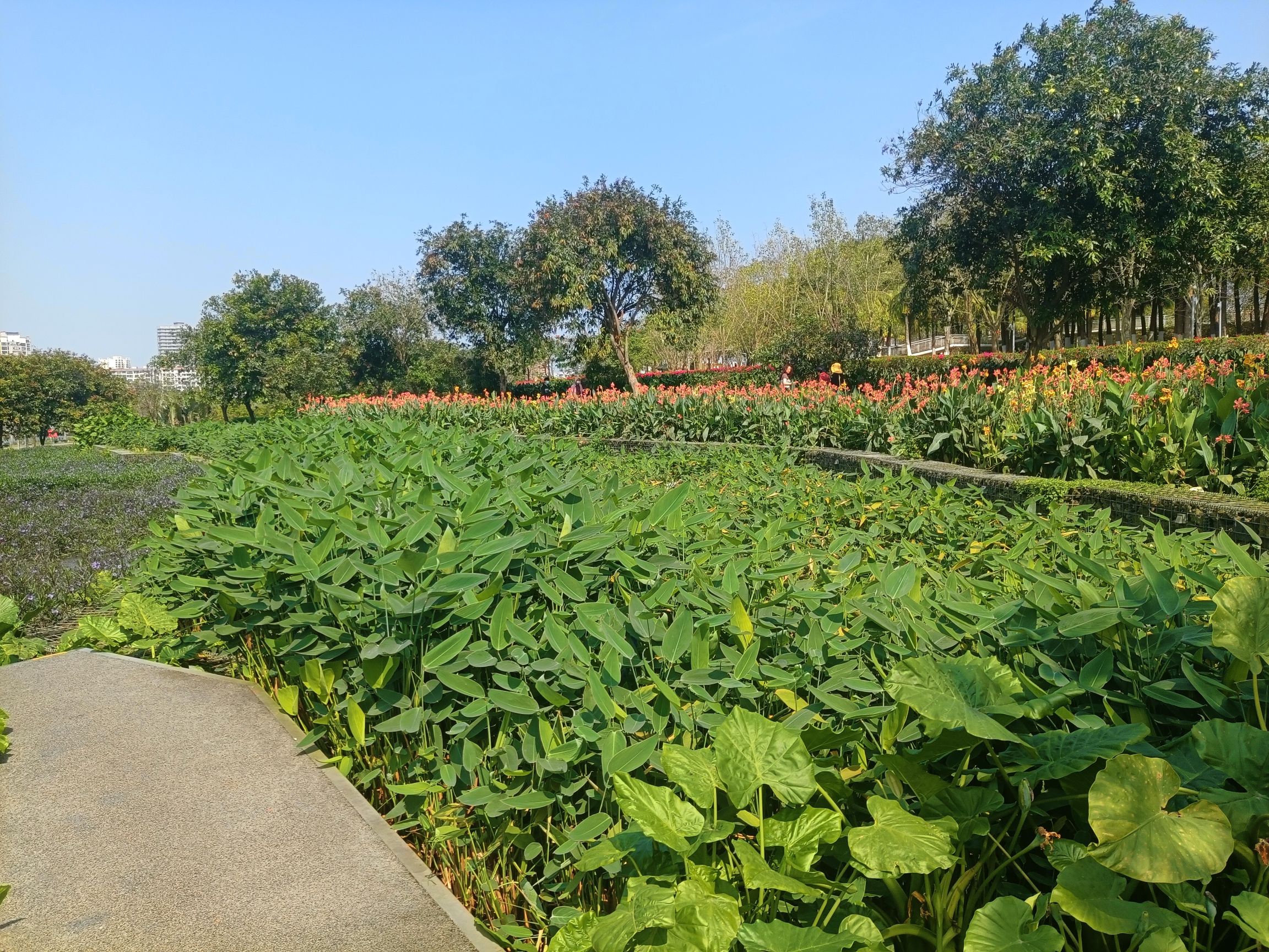 美舍河凤翔湿地公园