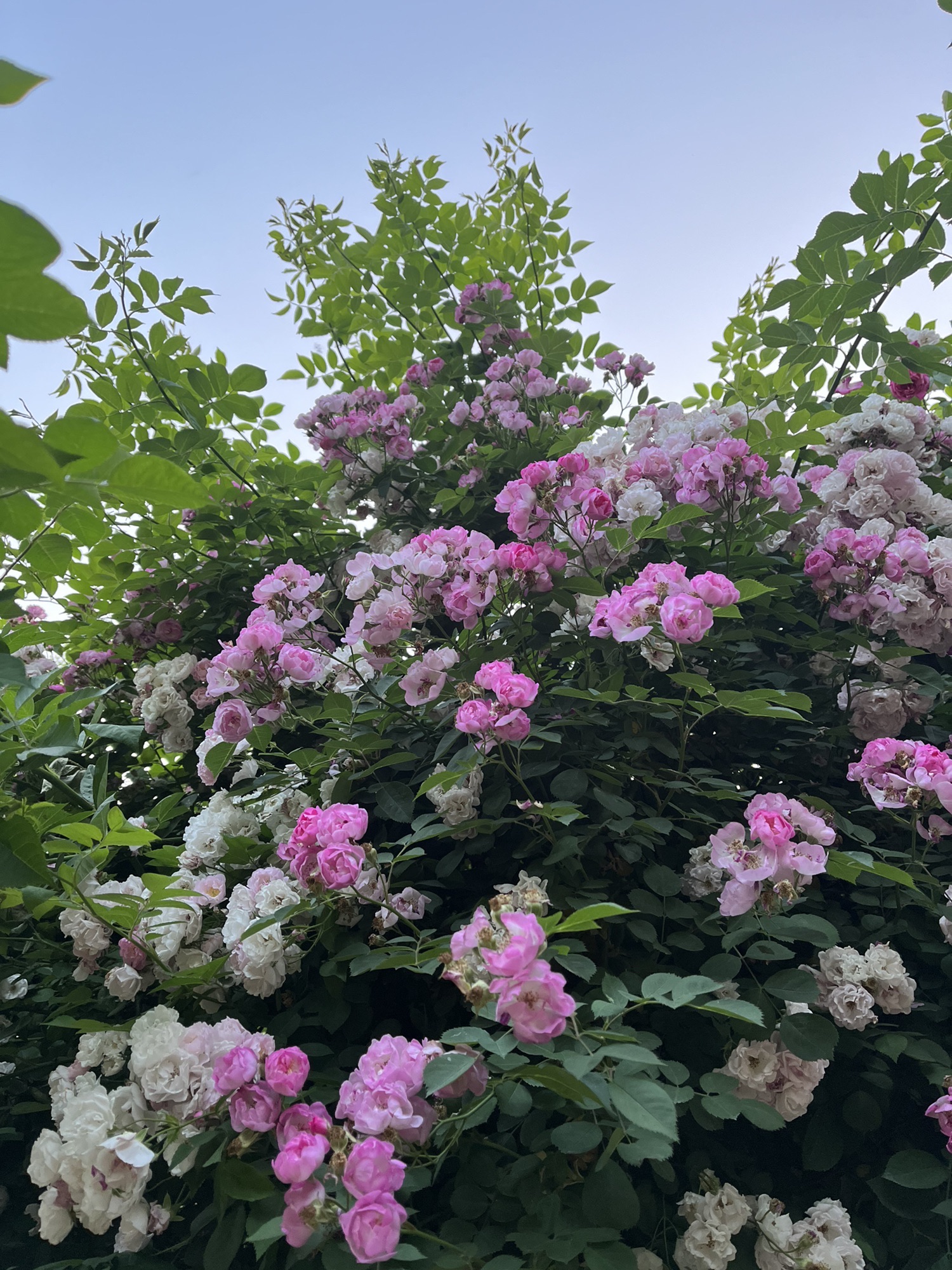 宿蒙运河公园