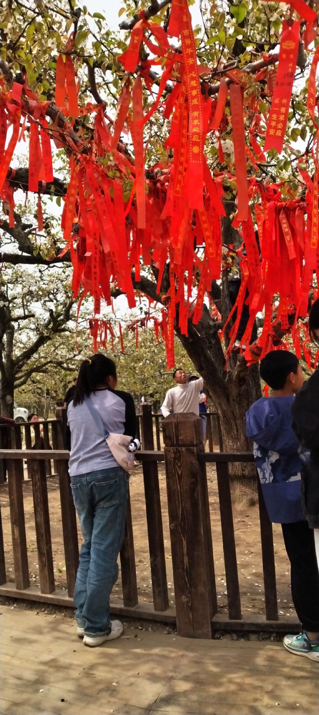 宁陵万亩梨园景区旅行图片