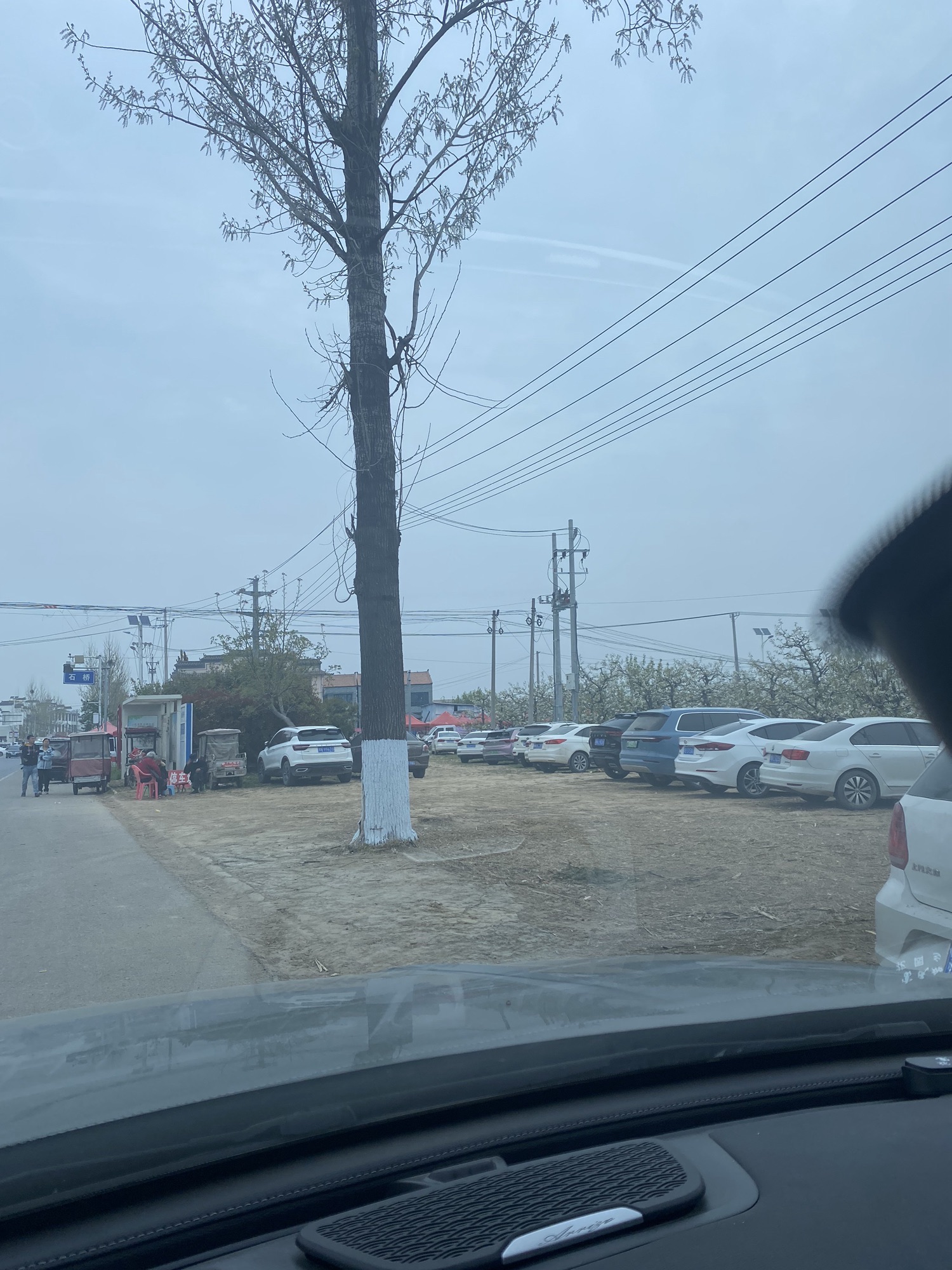 宁陵万亩梨园景区旅行图片