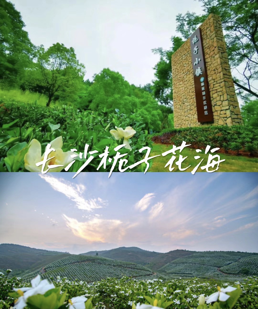 栀子花公园