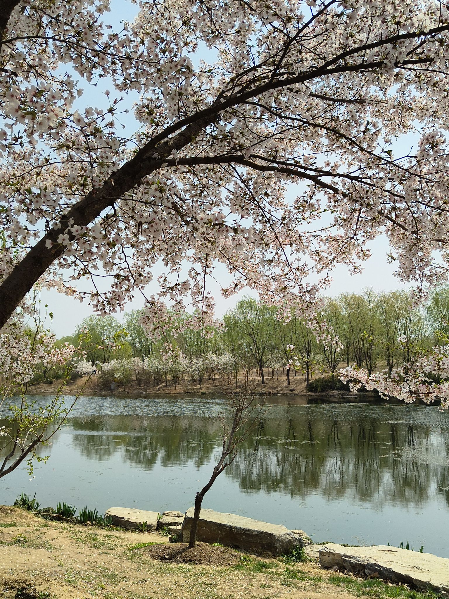 马家湾湿地公园旅行图片