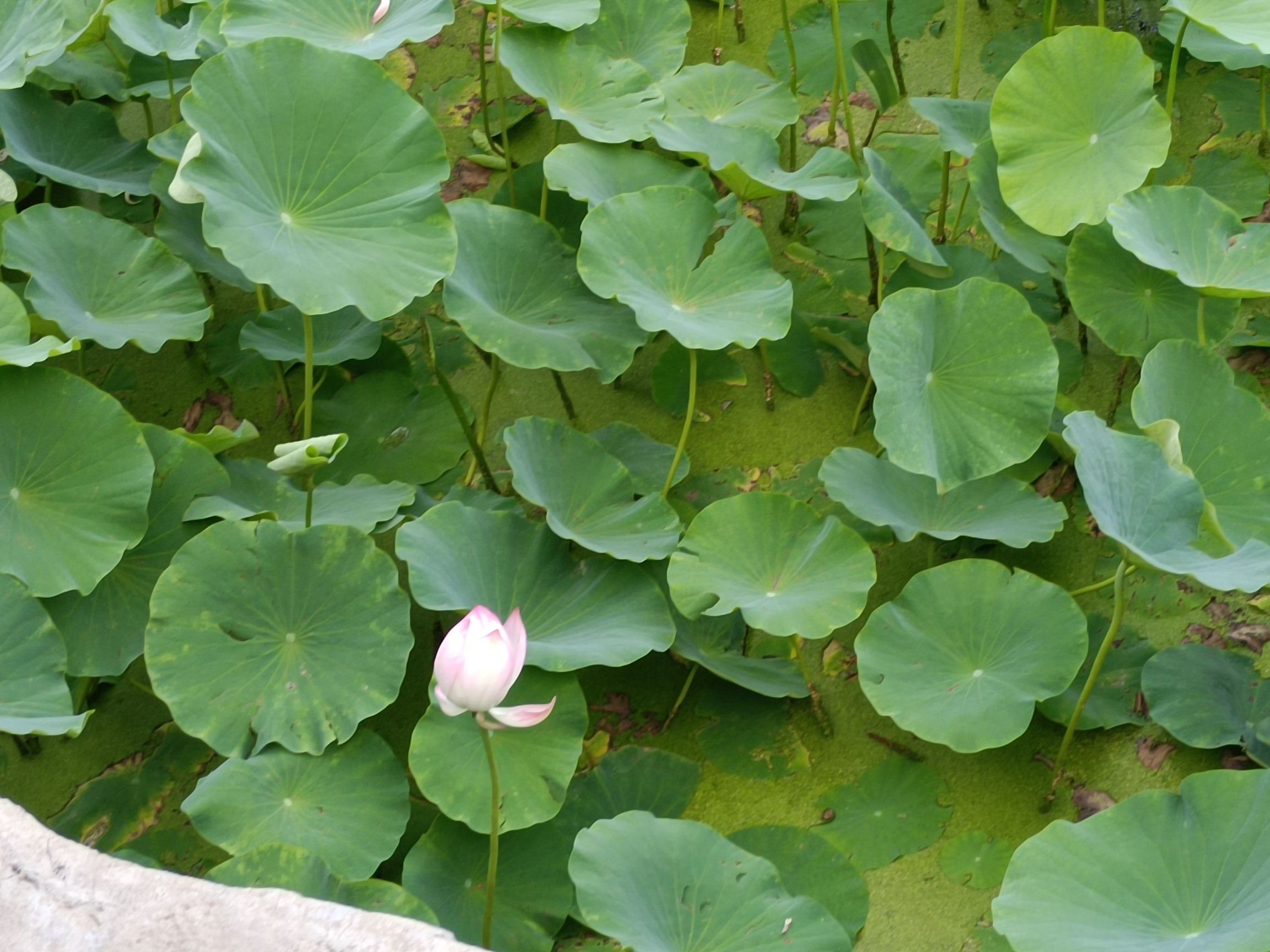 阿尔丁植物园旅行图片