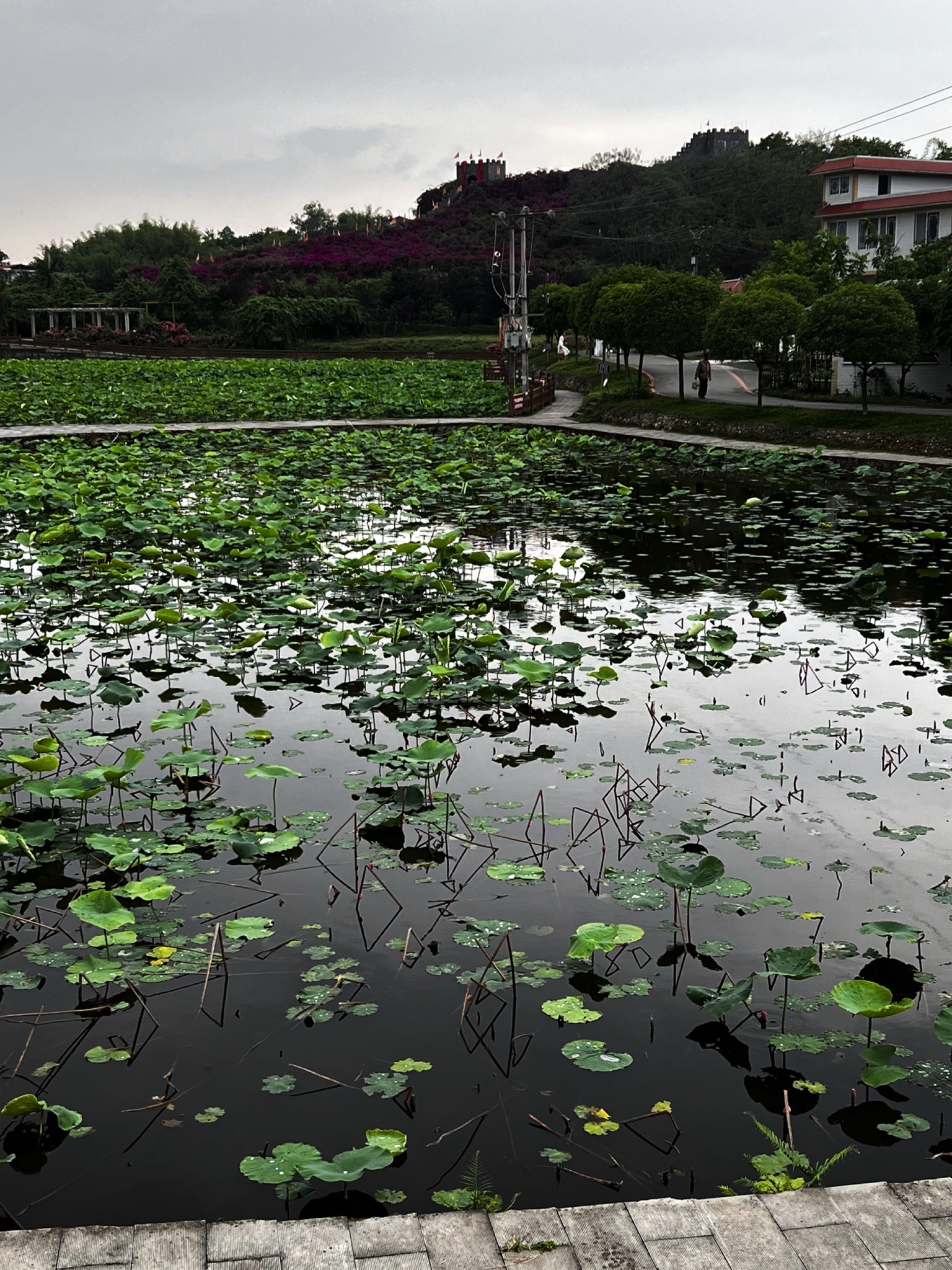 五彩荷园旅行图片