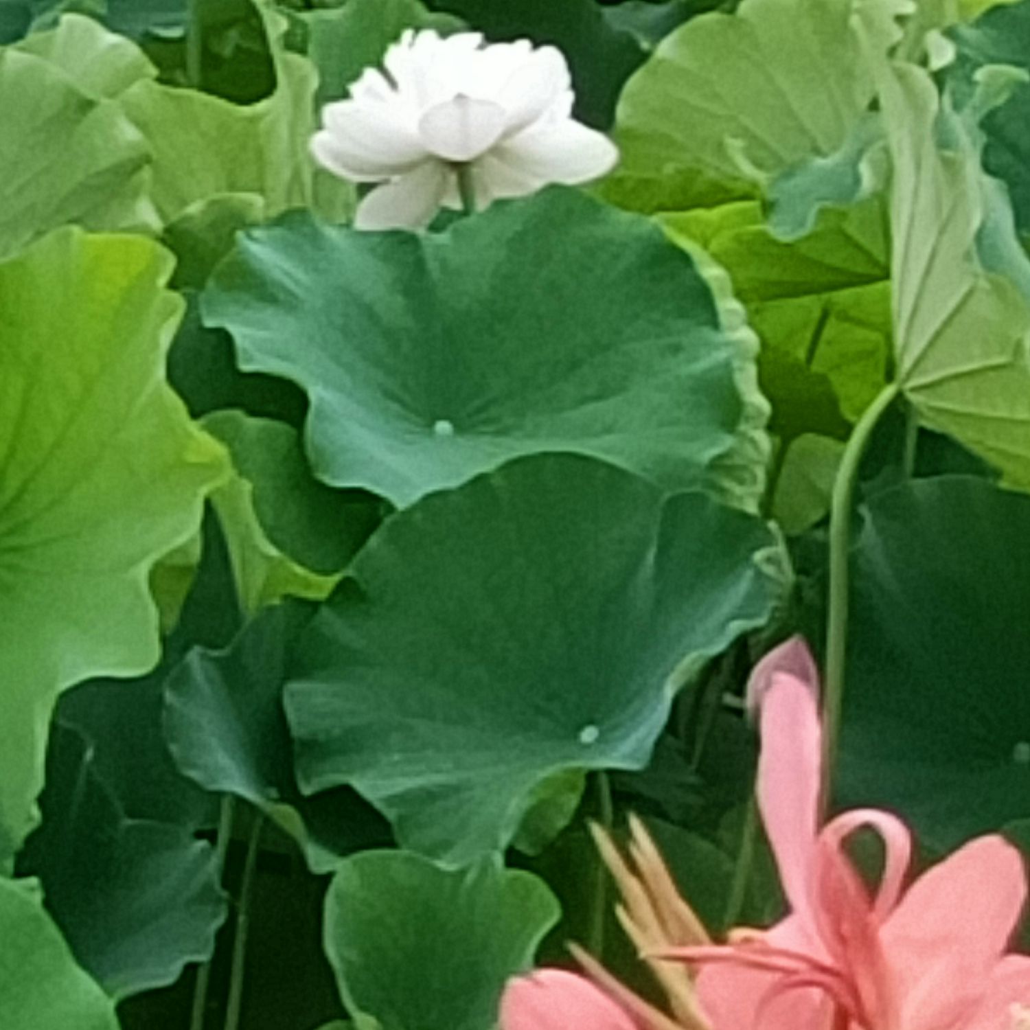 永兴荷莲湿地