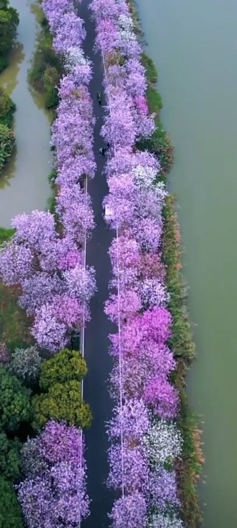 扶沟县湿地公园