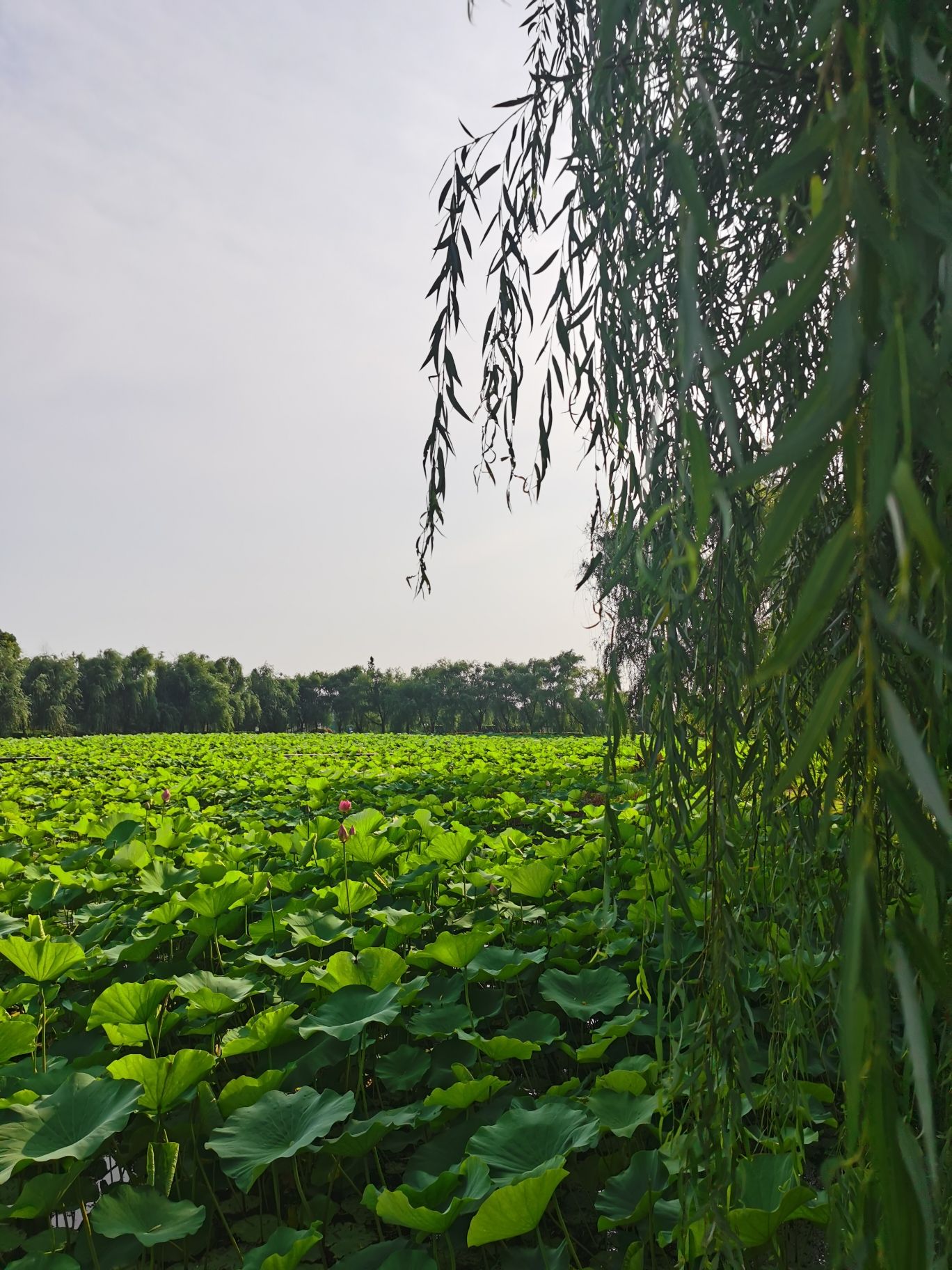 八字桥湿地