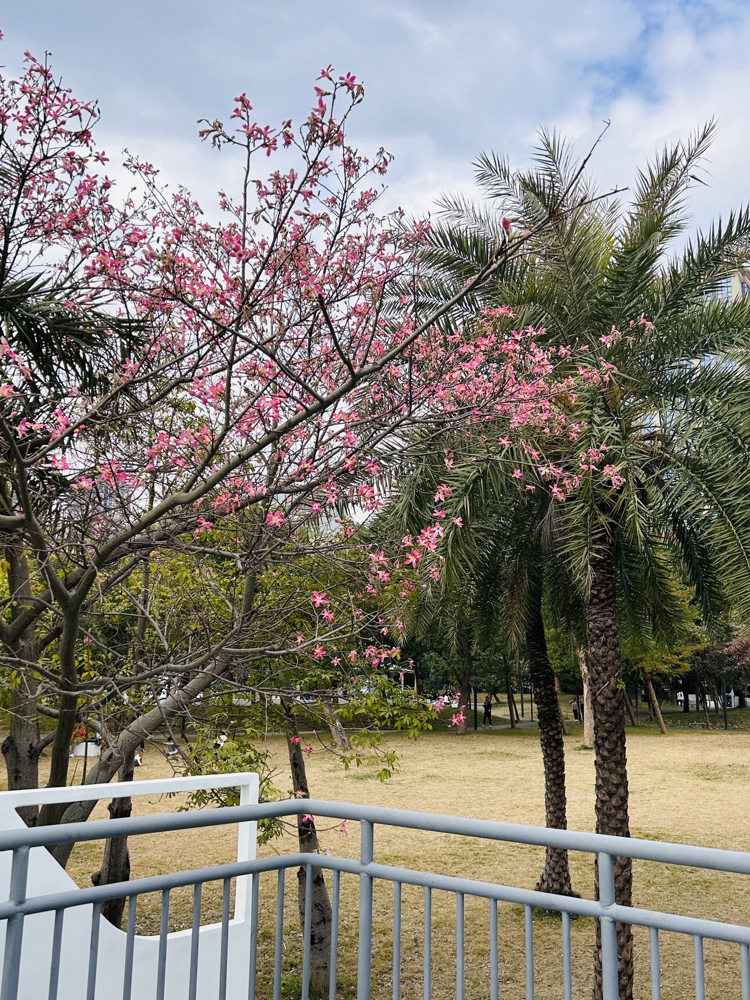 青口镇中央公园