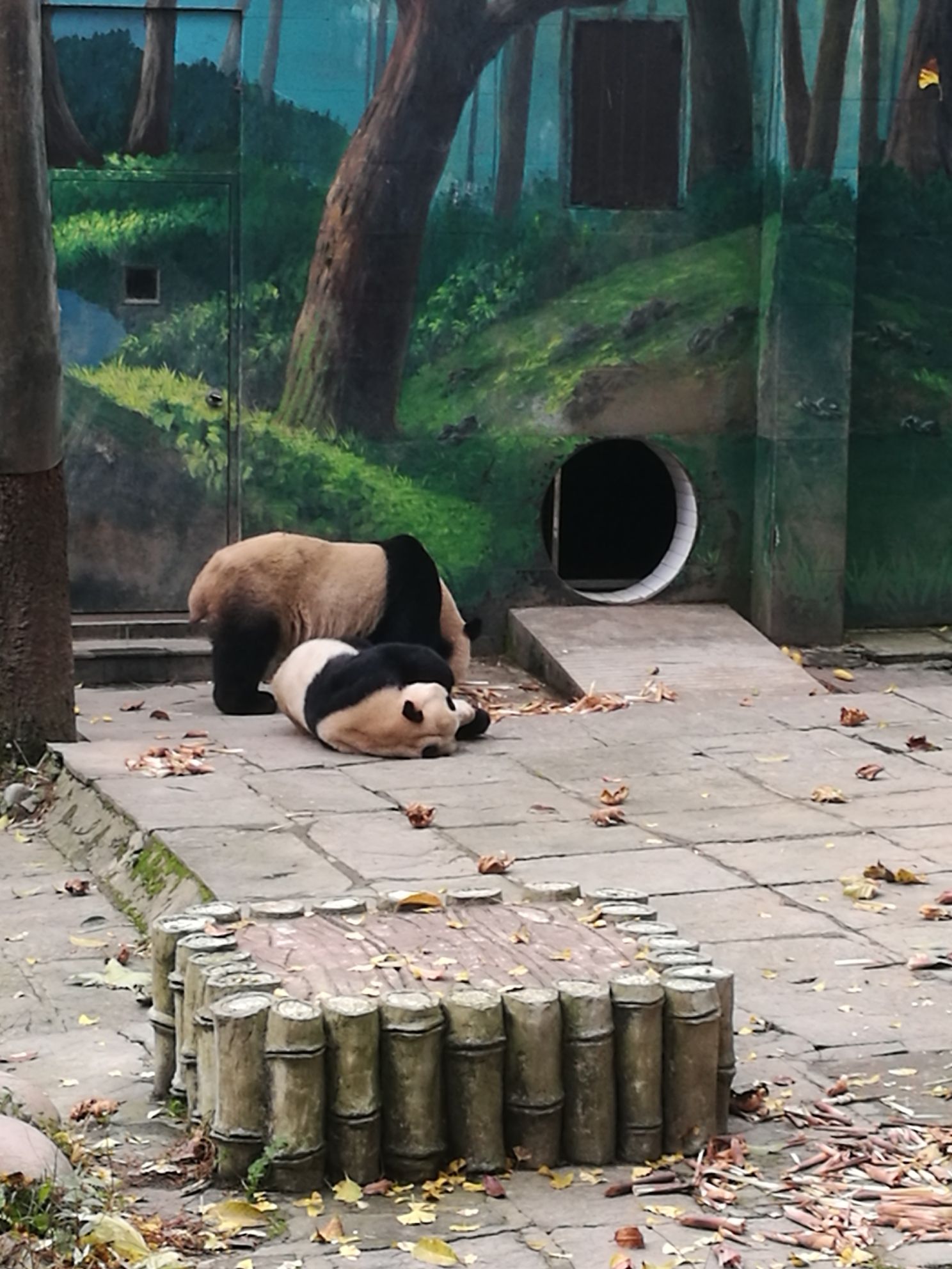熊猫绿岛公园