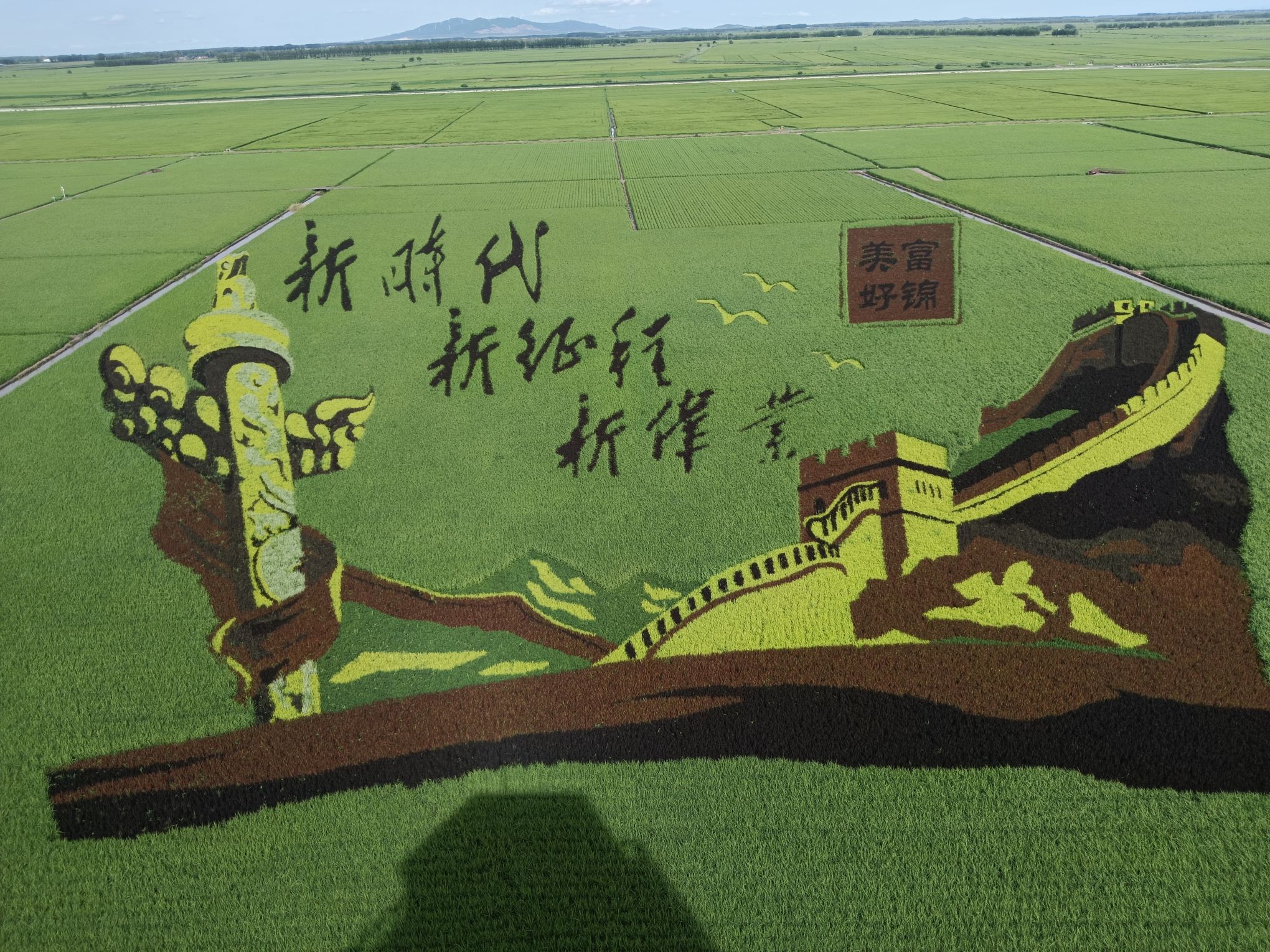 万亩水稻公园旅行图片