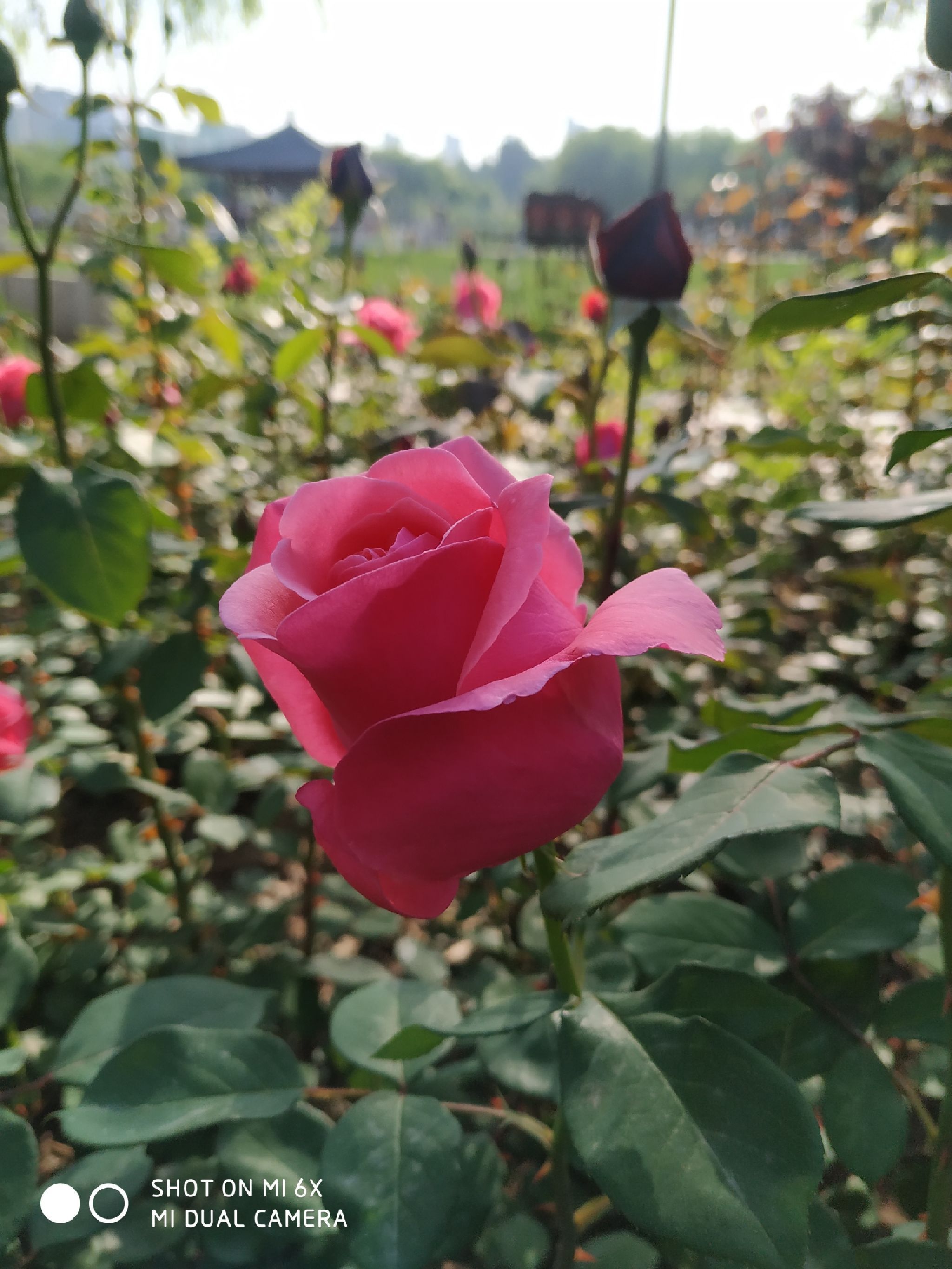 孔颖达文化公园旅行图片