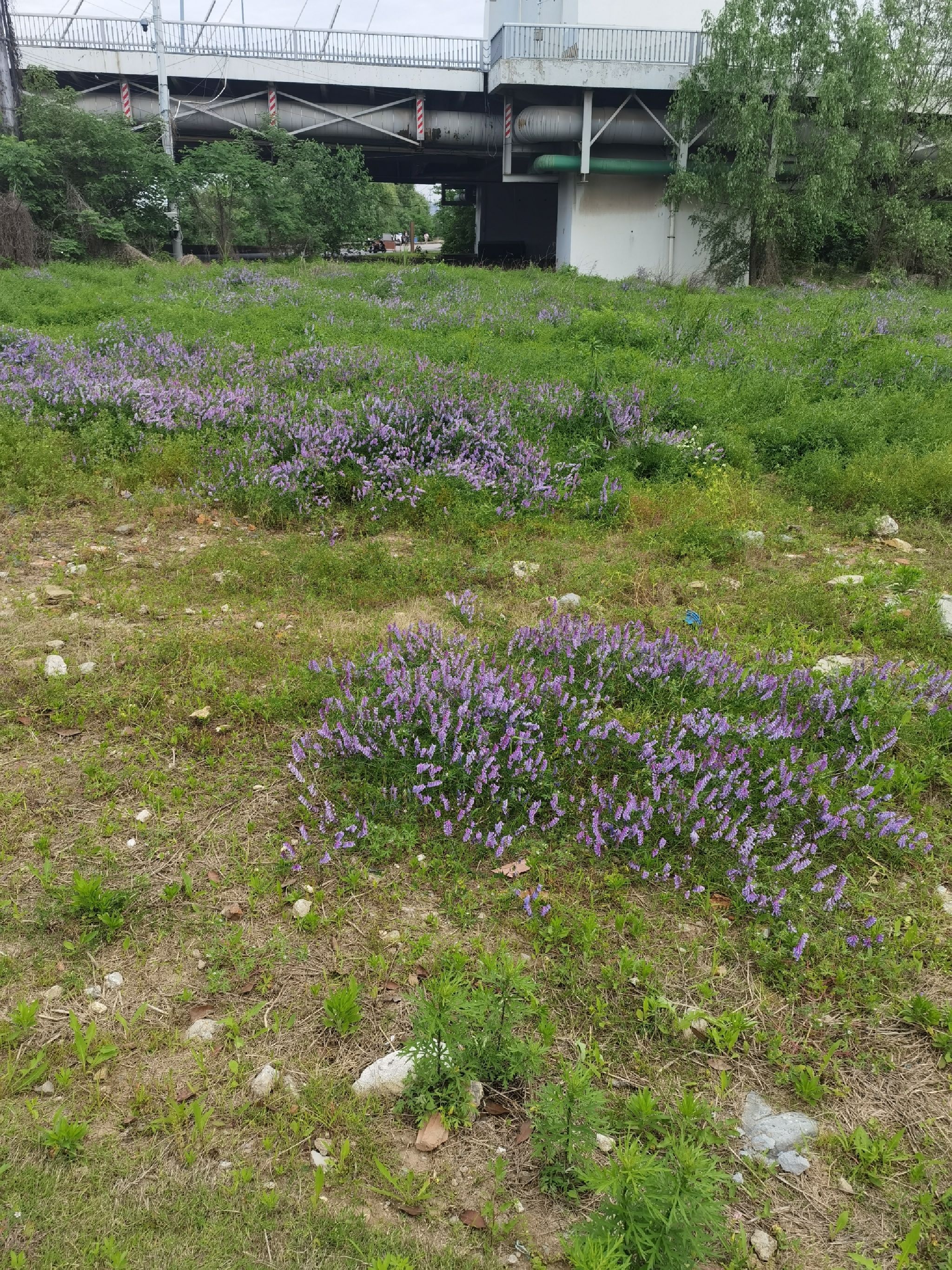 三桥湿地公园