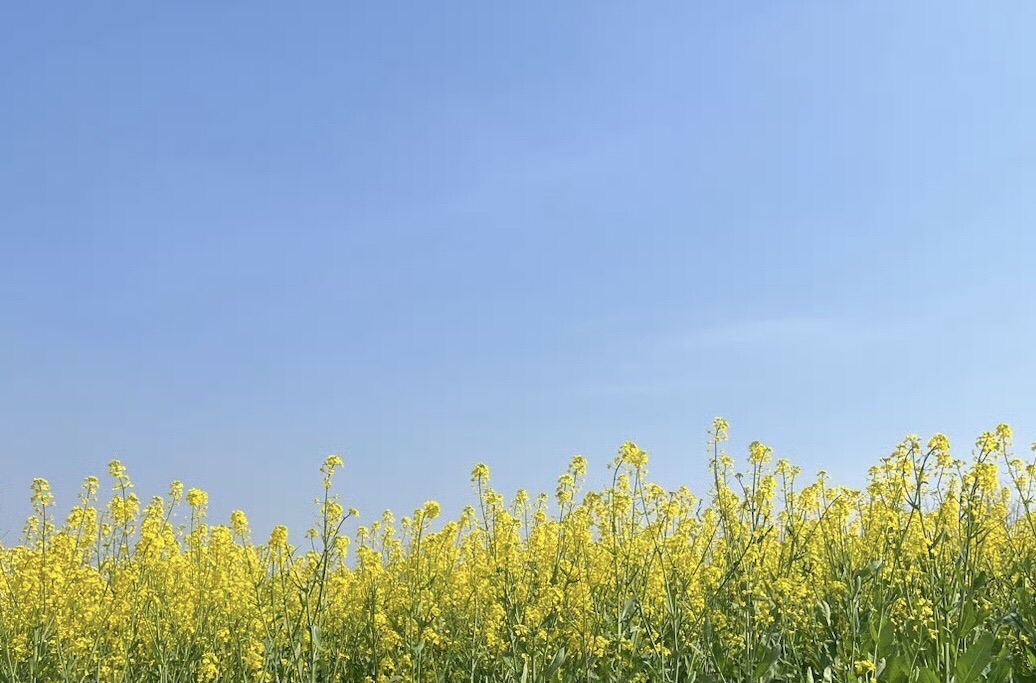 陌上花渡