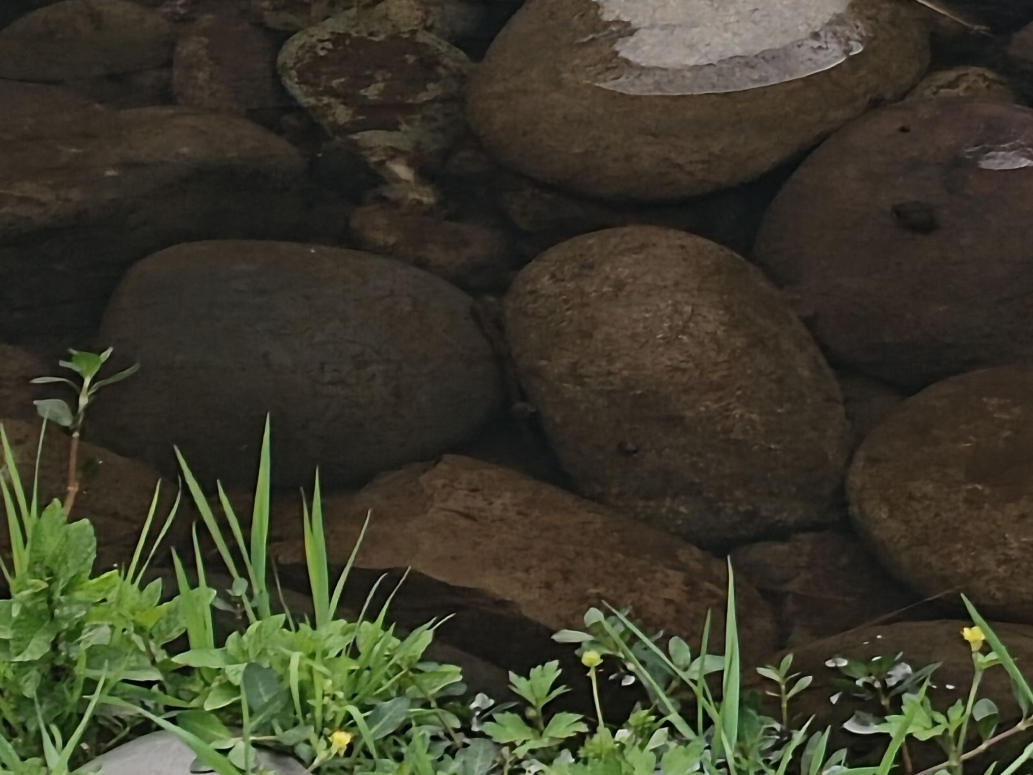 泸州市植物园