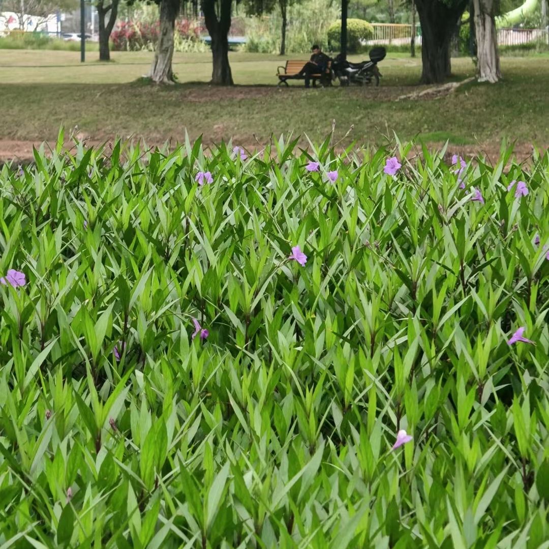 龙溪湖水生态公园