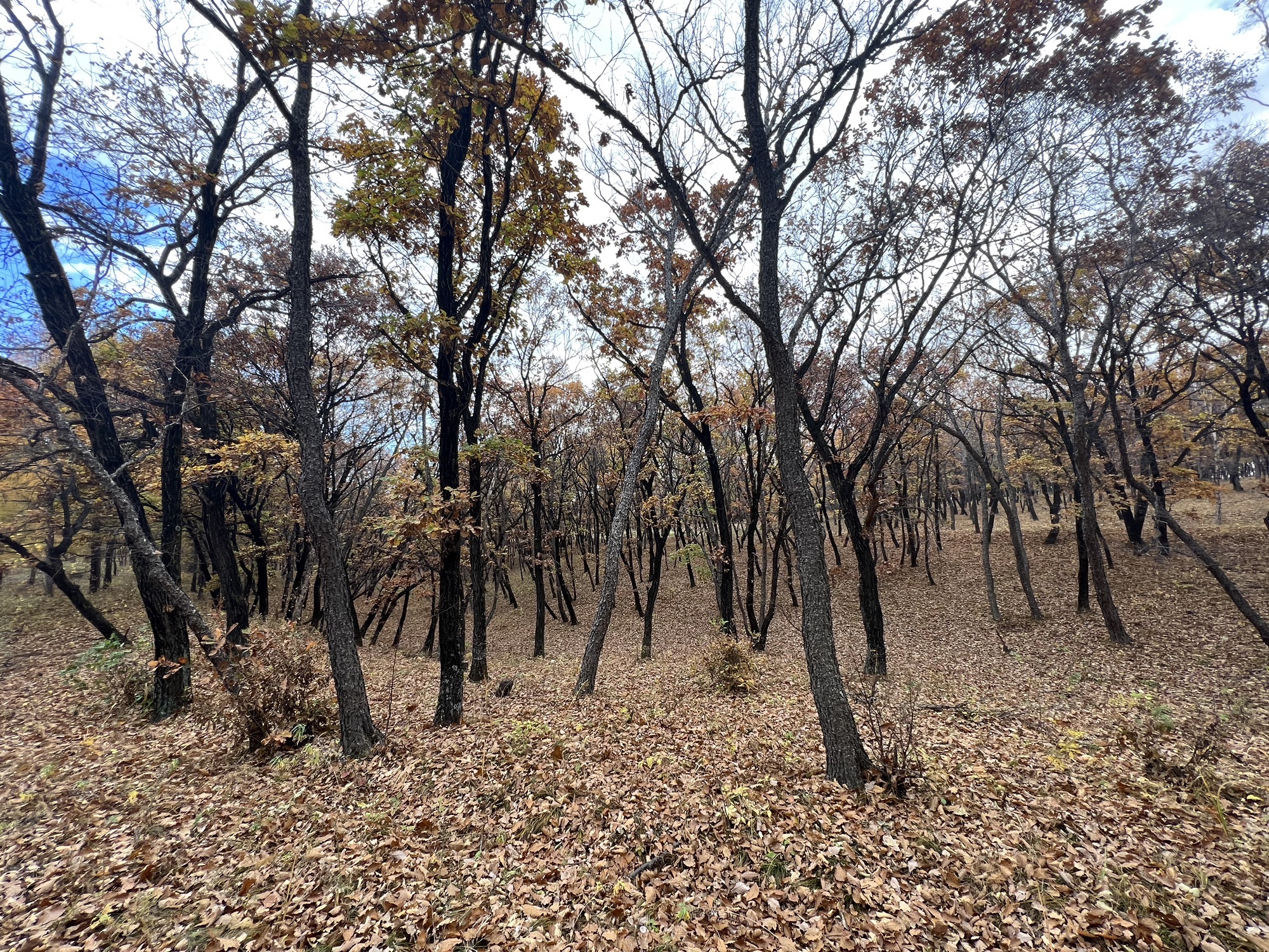 勃利密塞旅行图片