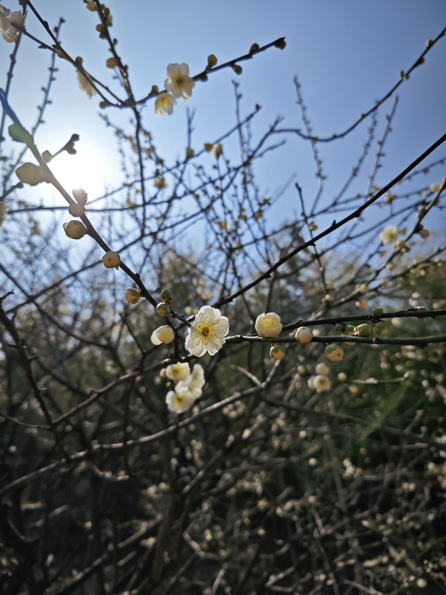 长兴东方梅园景区
