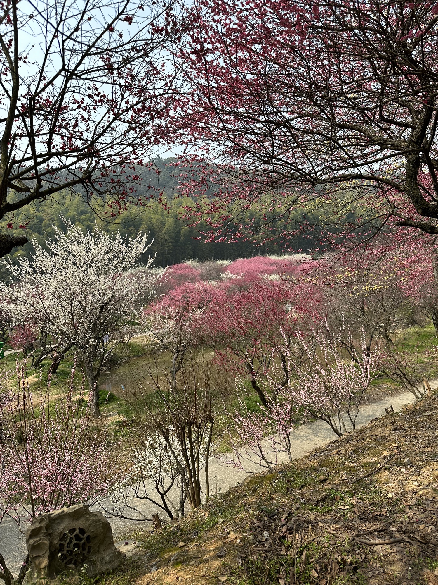 长兴东方梅园景区旅行图片