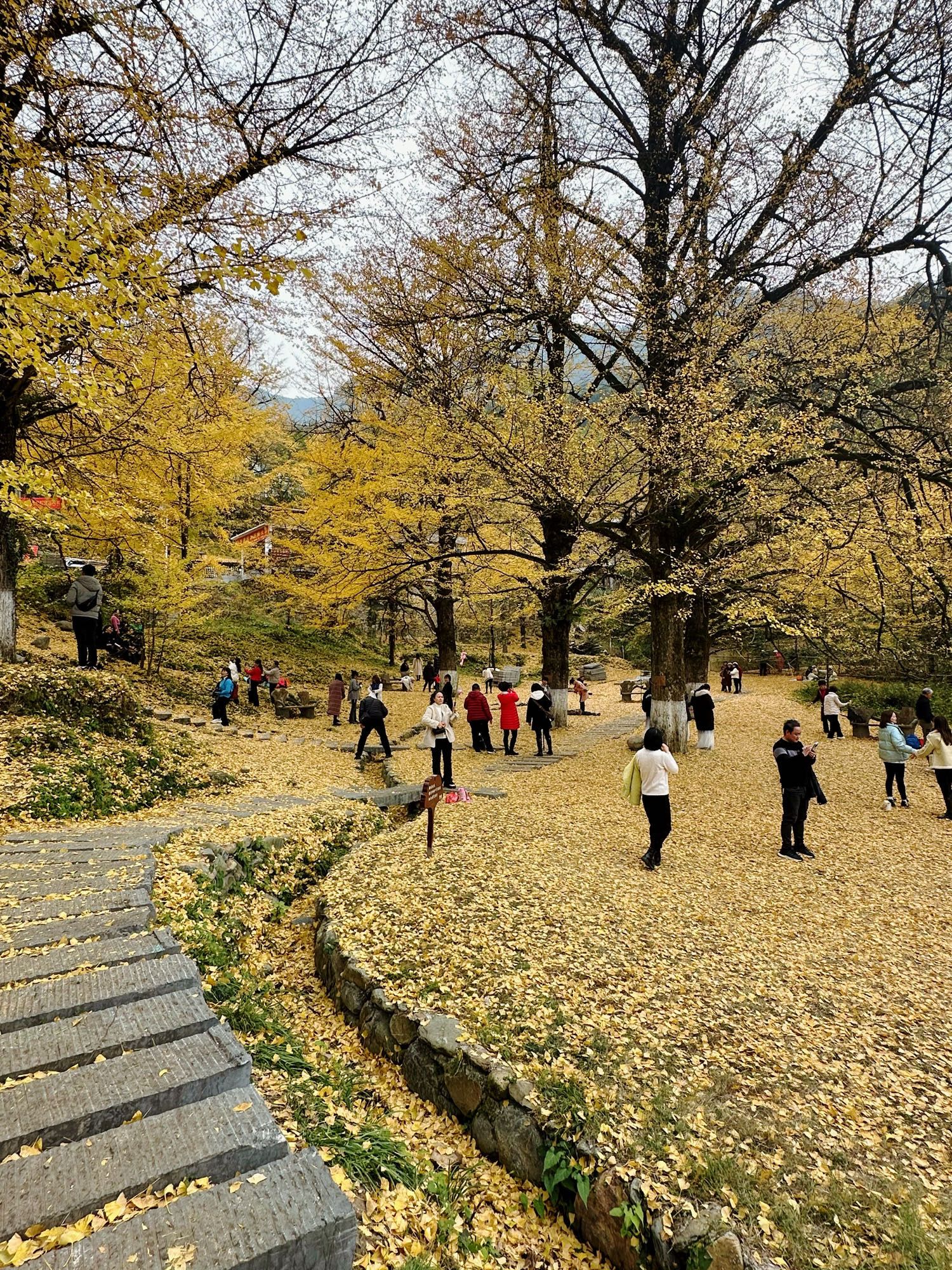 桐子坳景区旅行图片