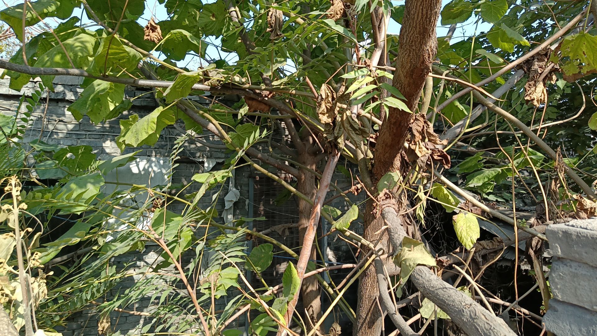 罗涧欲