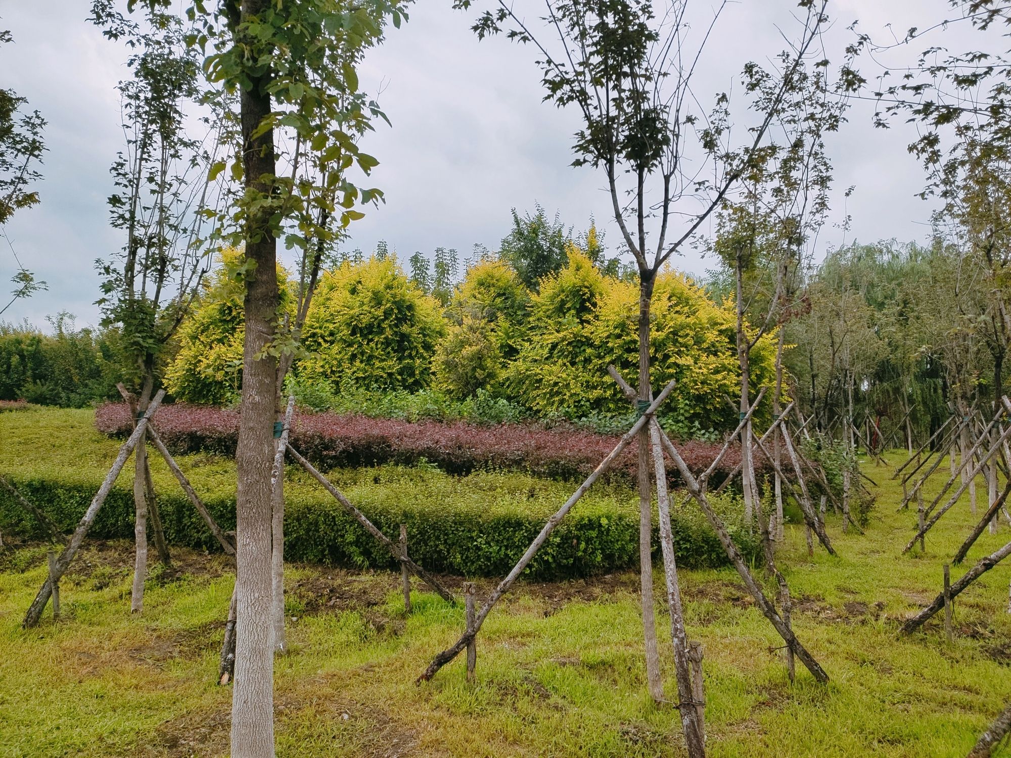 西湖湿地公园旅行图片
