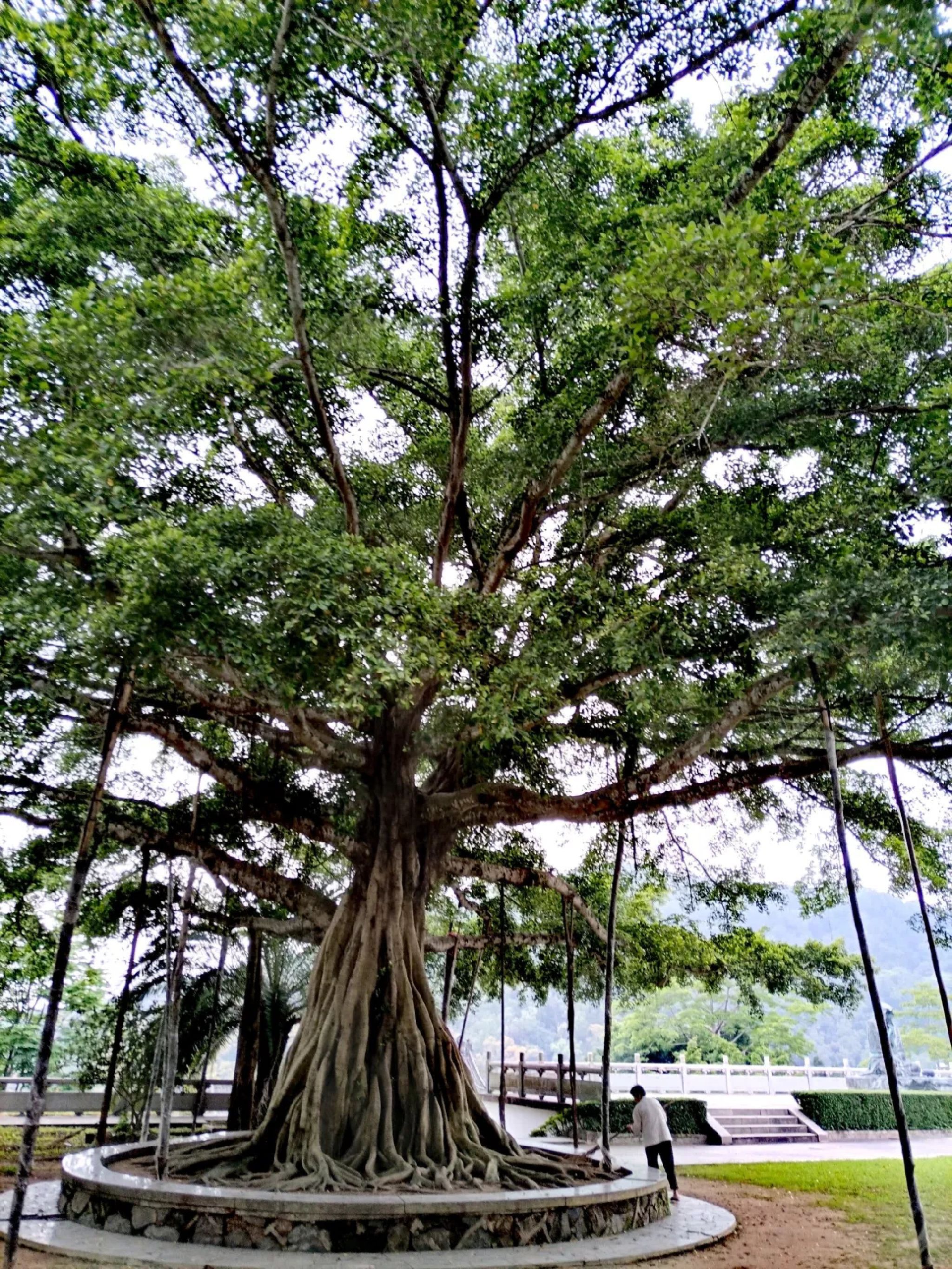 砚峰公园旅行图片