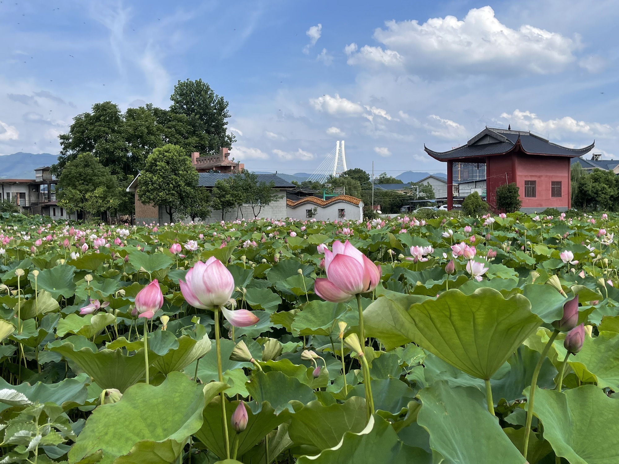花背荷花园旅行图片